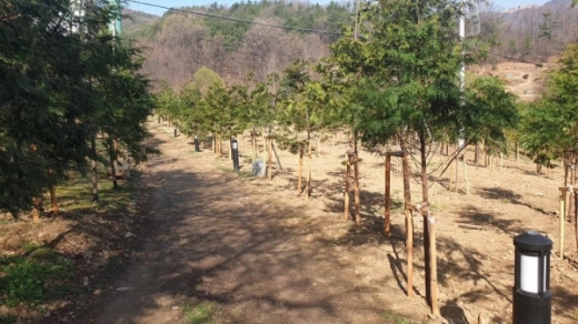군포시, 초막골에 편백 숲길 조성