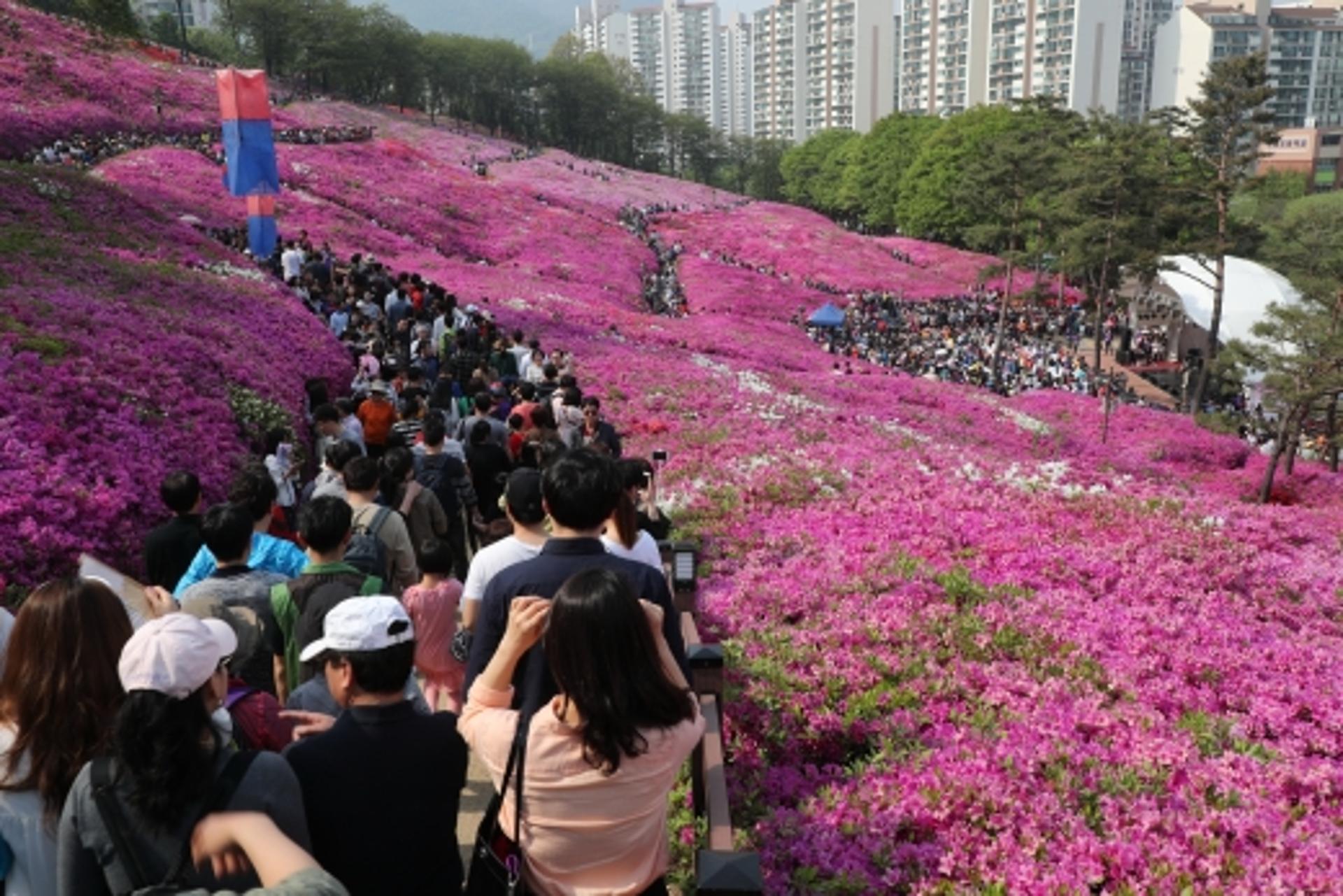 군포시 철쭉동산 폐쇄… 초막골 생태공원 주차장 주말 폐쇄