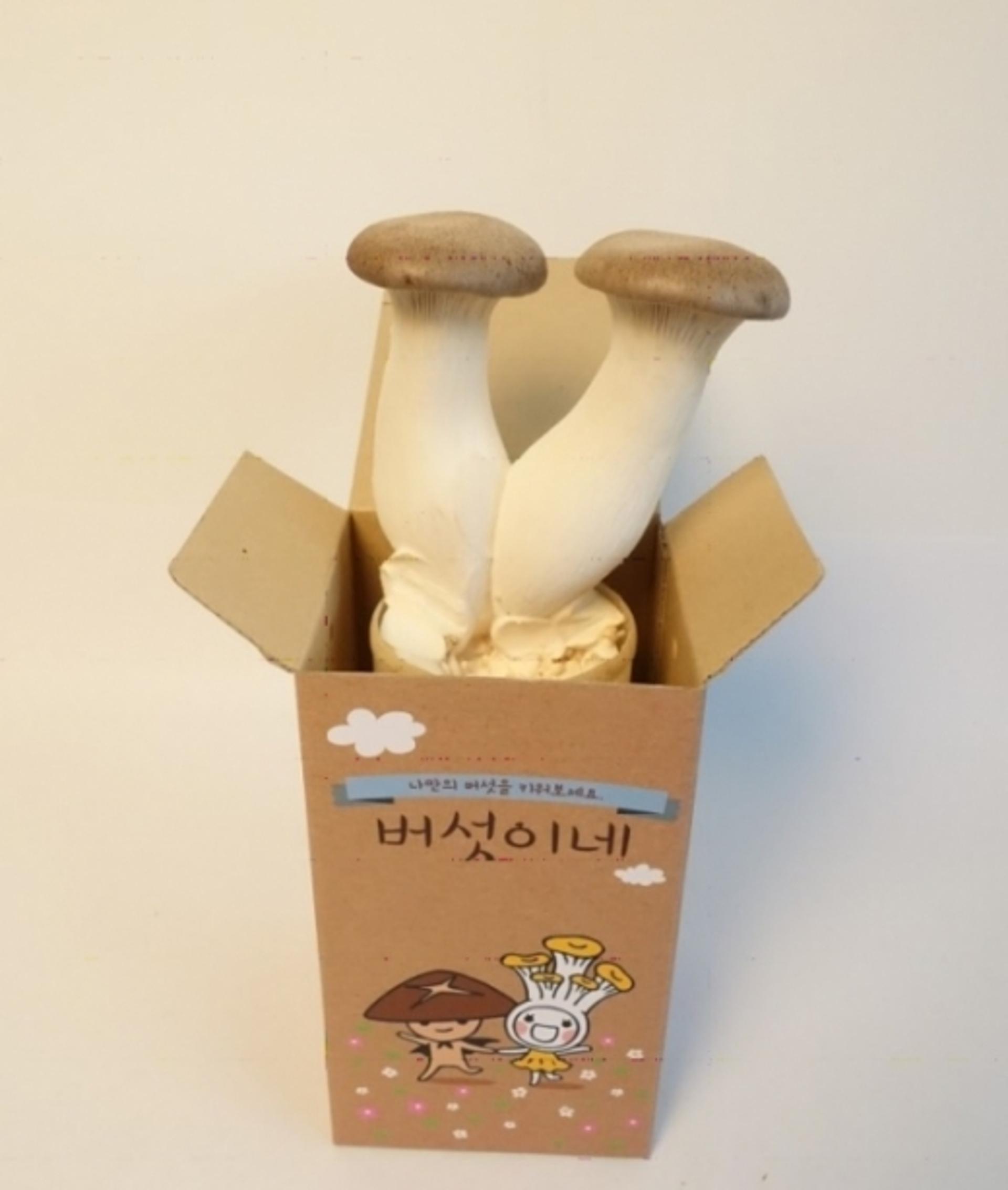 용인시, 영유아·임산부 영양관리 위해 버섯 재배 세트 지급