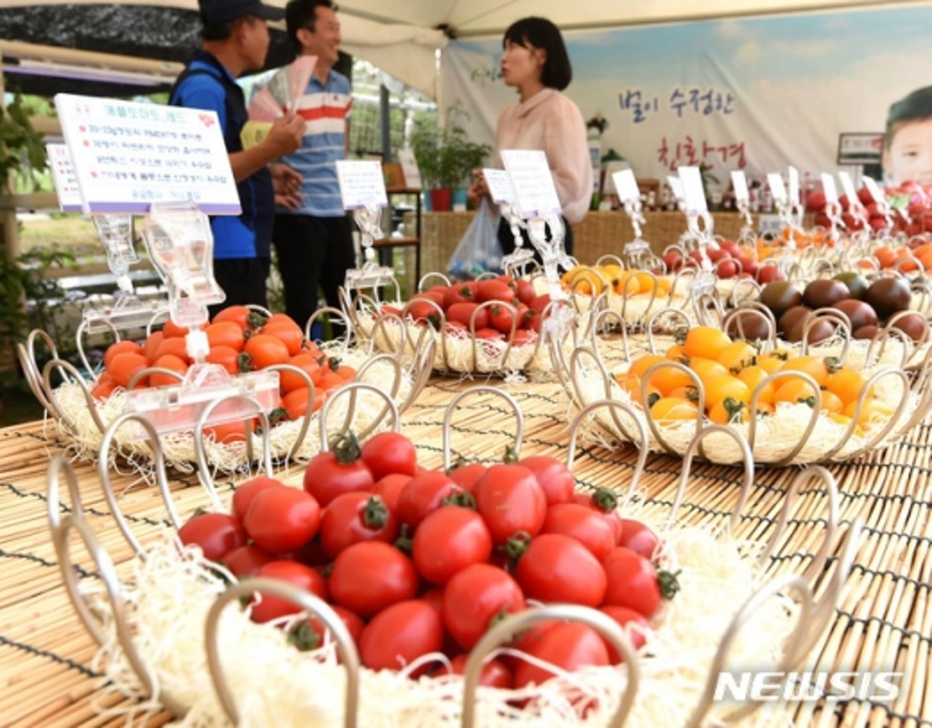 광주시, 퇴촌토마토 축제 취소