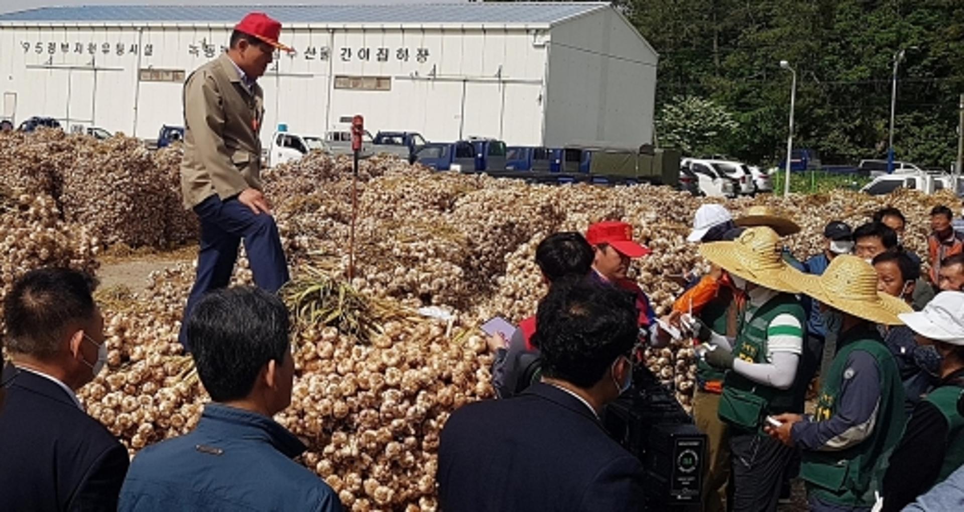 전남농협, 녹동서 햇마늘 첫 산지경매… 가격 안정 총력