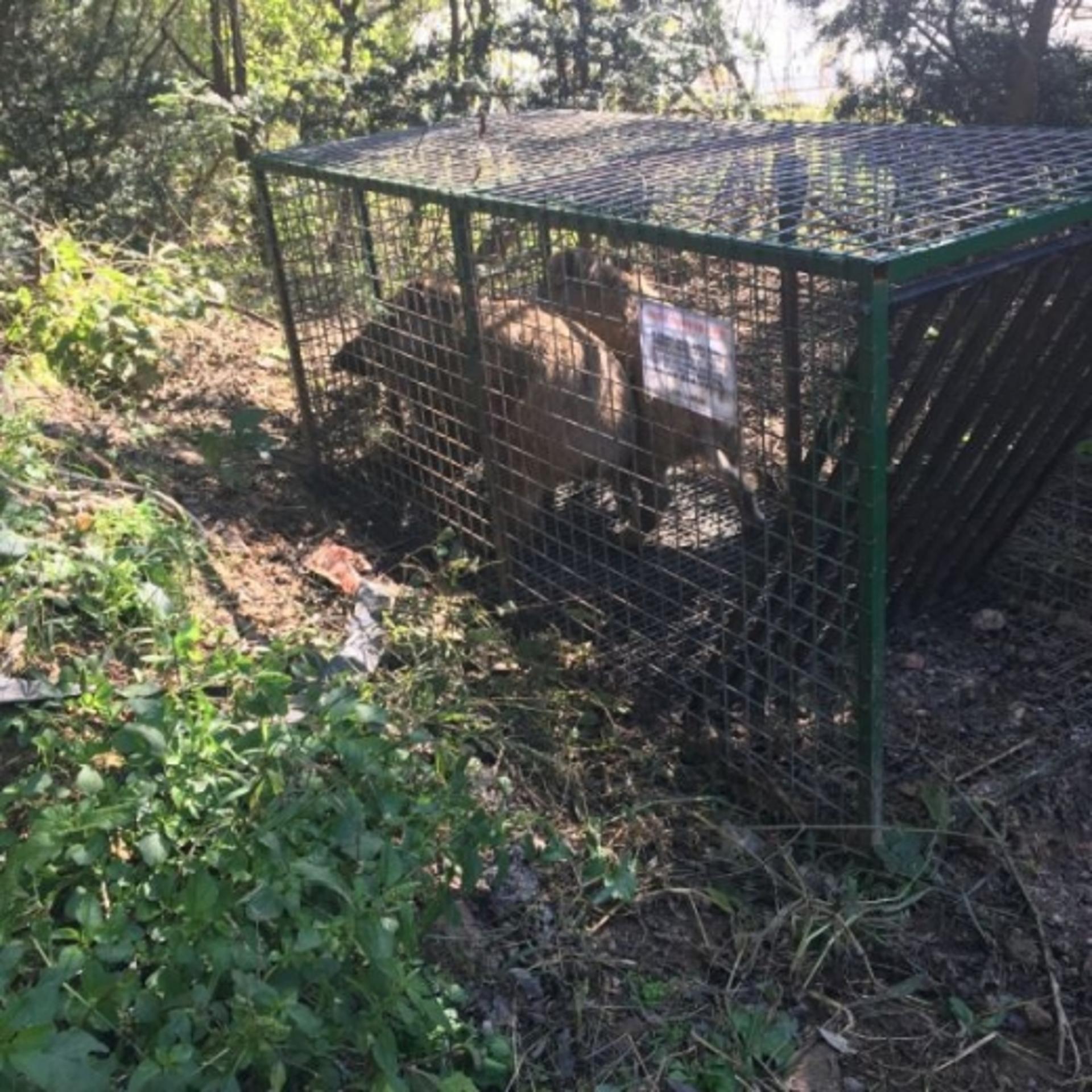 포천시-농협, ASF 확산방지 위한 멧돼지 포획틀 합동 점검