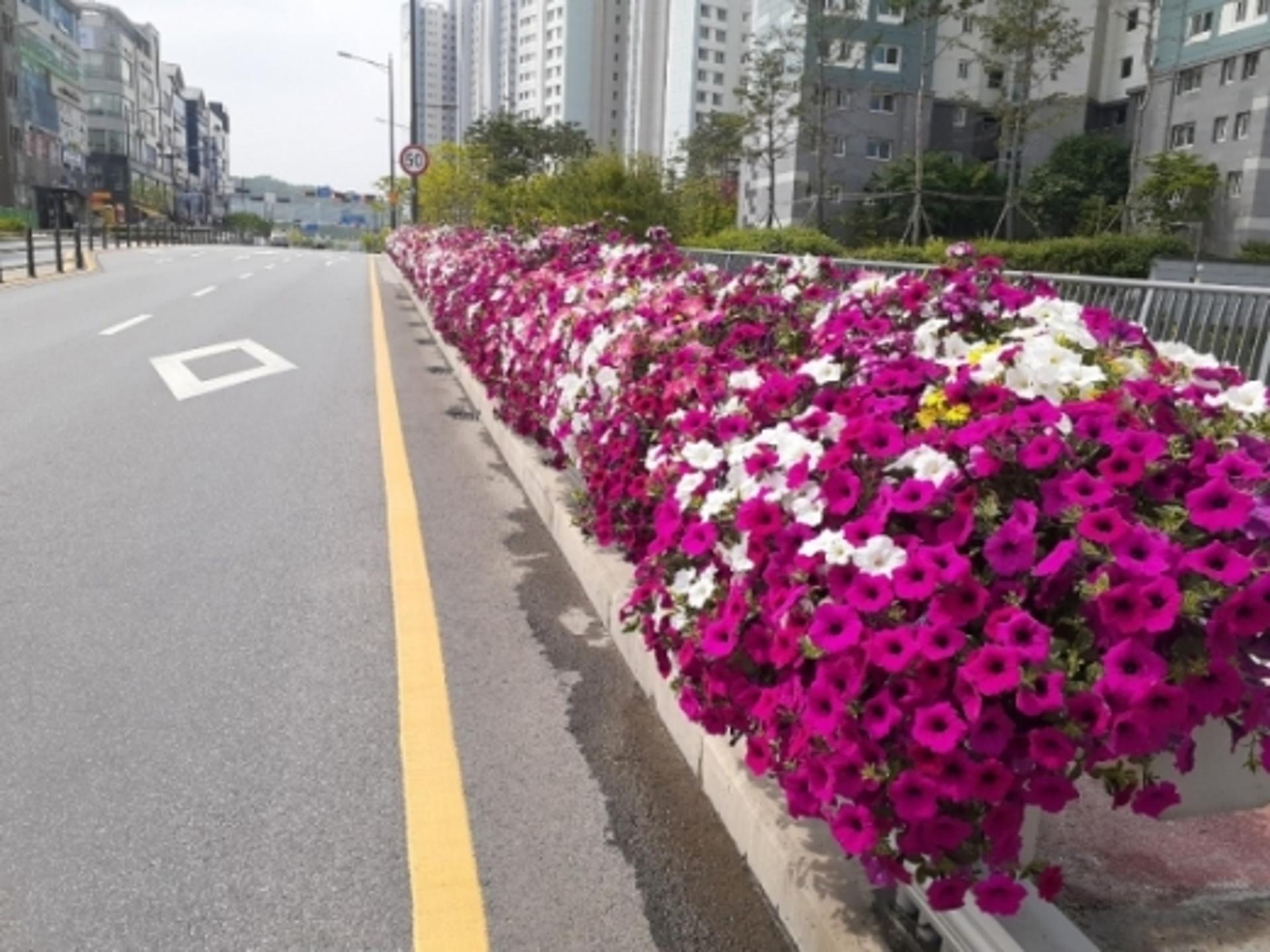 구리시, 도심 곳곳에 여름꽃 단장