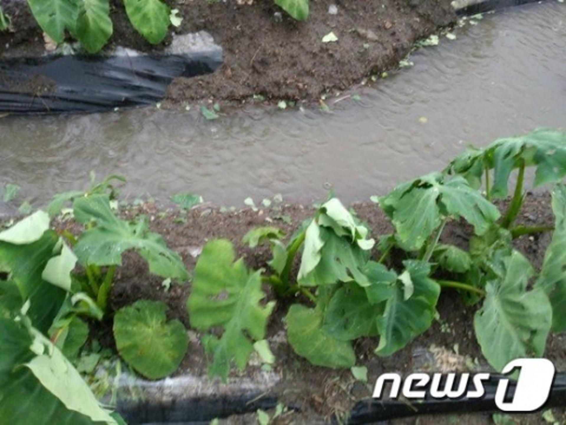 전남 곡성·보성·순천 176㏊ 농작물 우박 피해