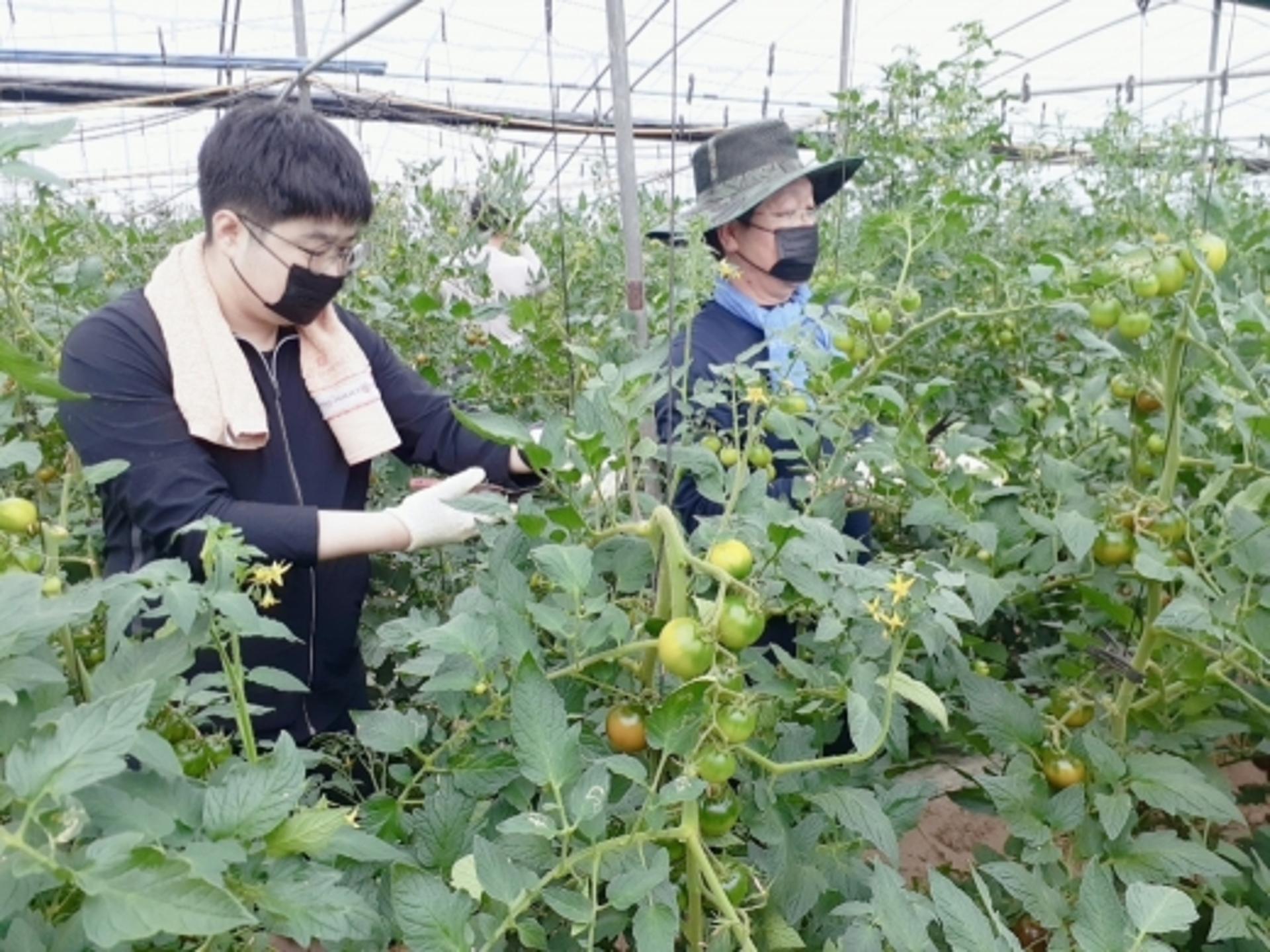 [머니S포토] 농가 일손 돕기 나선 금호타이어봉사단