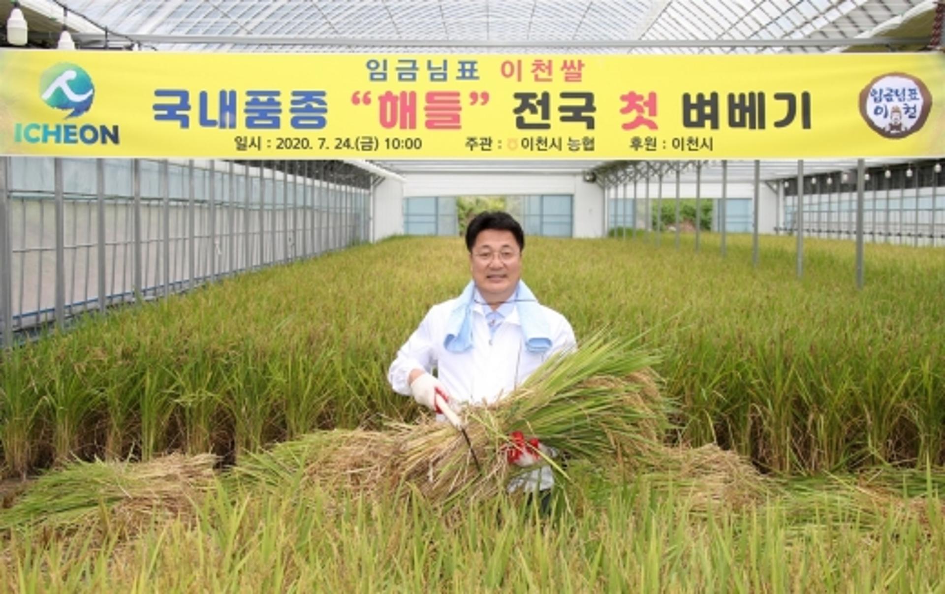 이천시, 국내육성품종 ‘해들’ 전국 첫 벼 베기
