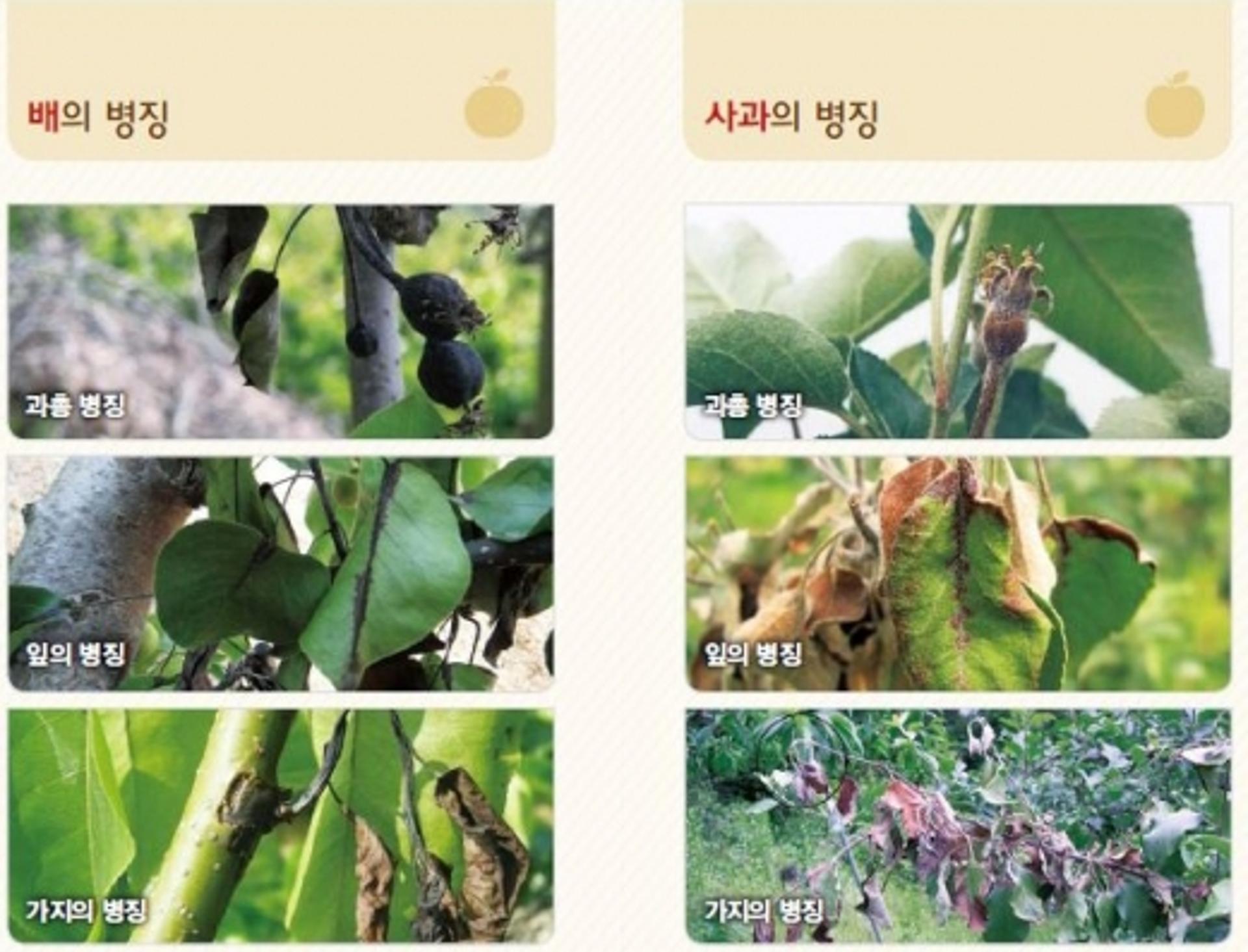 치료제 없는 과수화상병 어쩌나… 발생건수 3배 이상 폭증