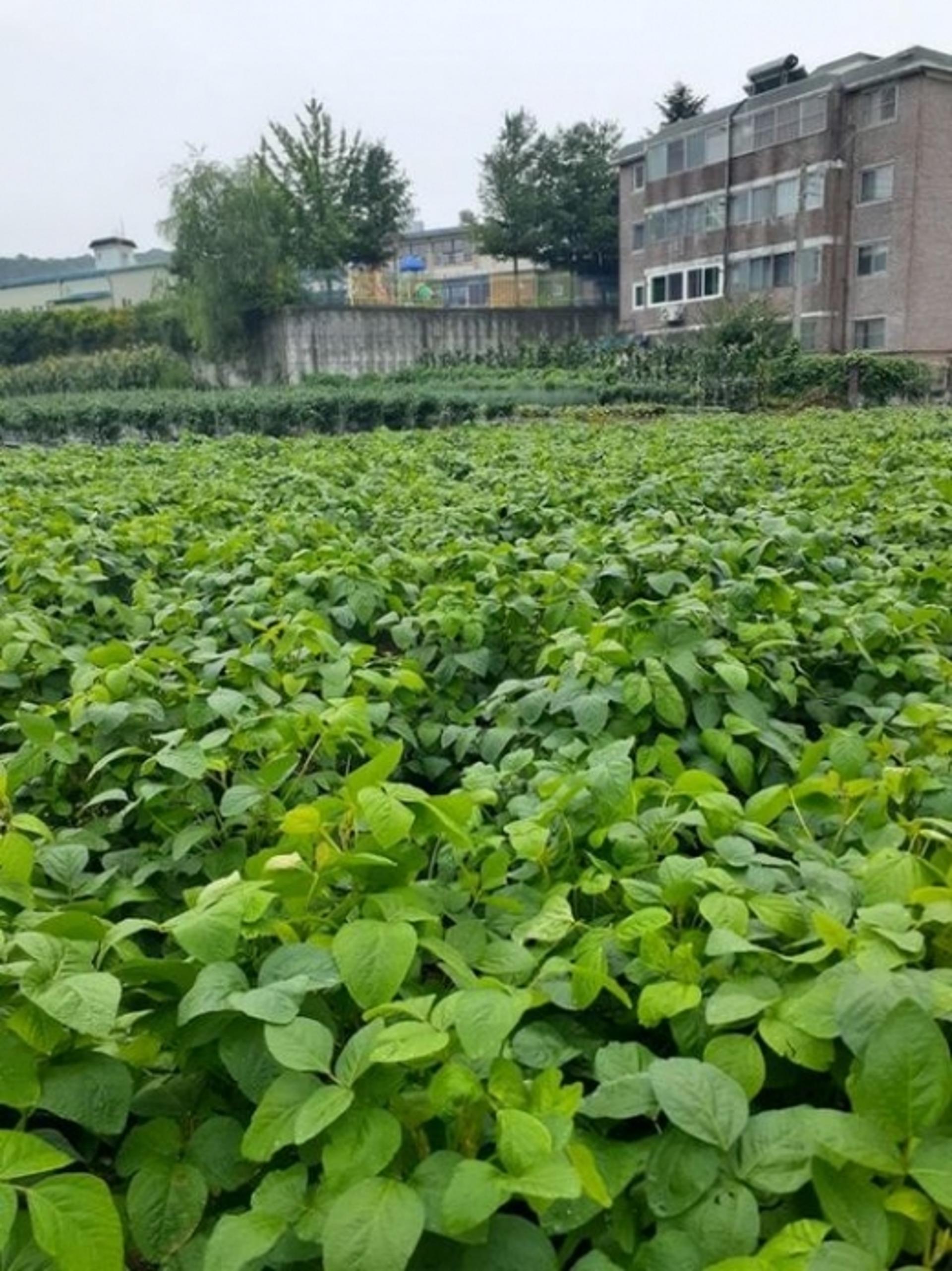 파주시, 콩나물콩 단지 100ha 조성