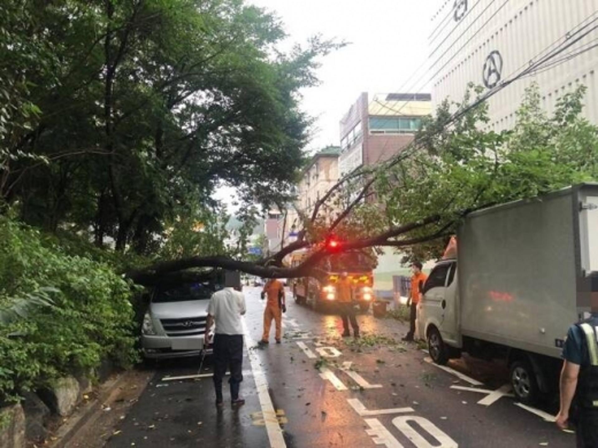 '쓰러지고 넘어지고', 부천·김포 비 피해… 인명피해는 없어