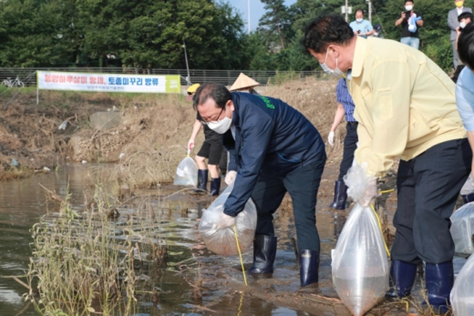 남양주시, 미꾸리 1만 마리로 동양하루살이 방제