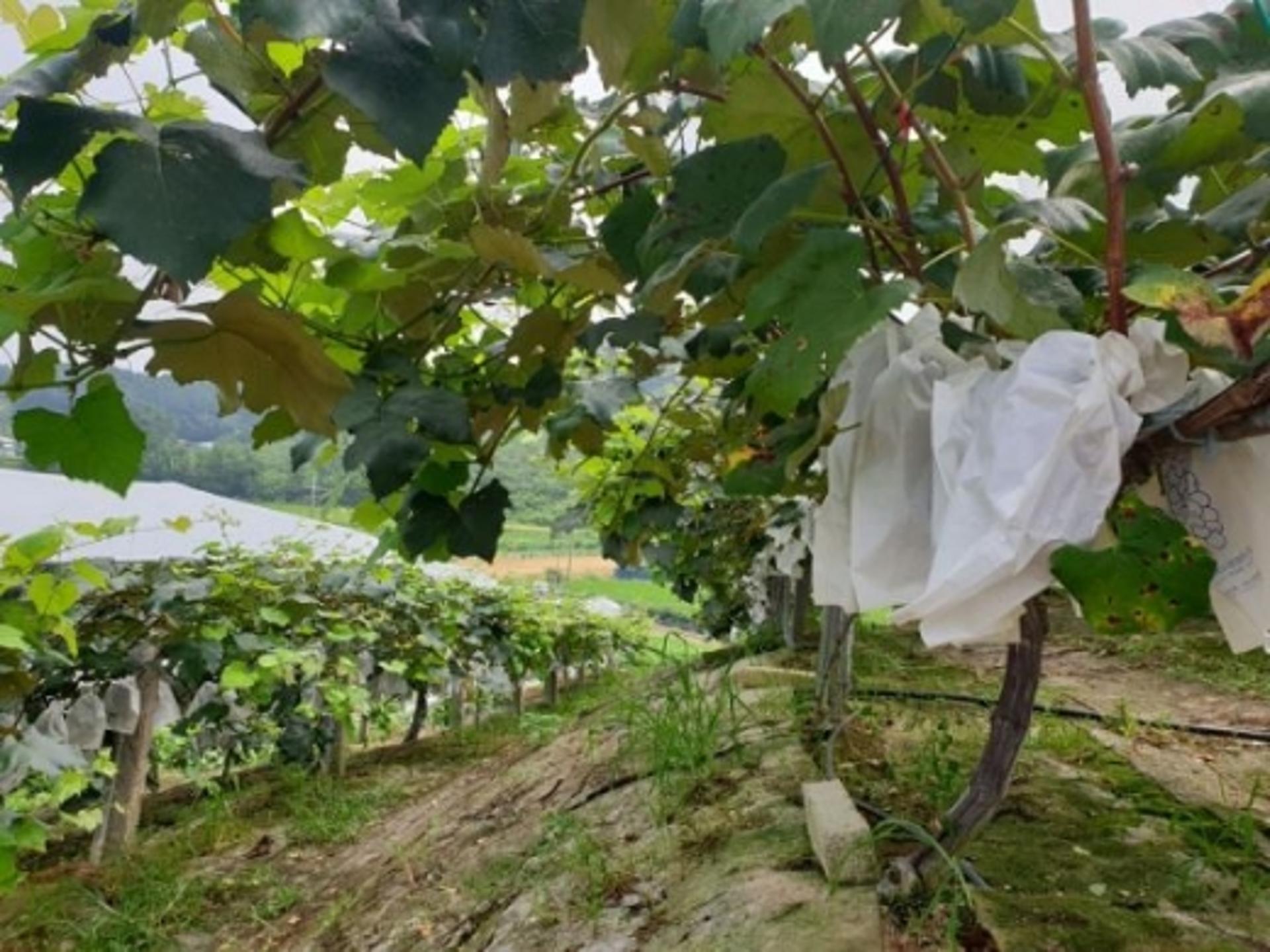 파주시, 추석 앞두고 파주 꿀 포도 본격 출하