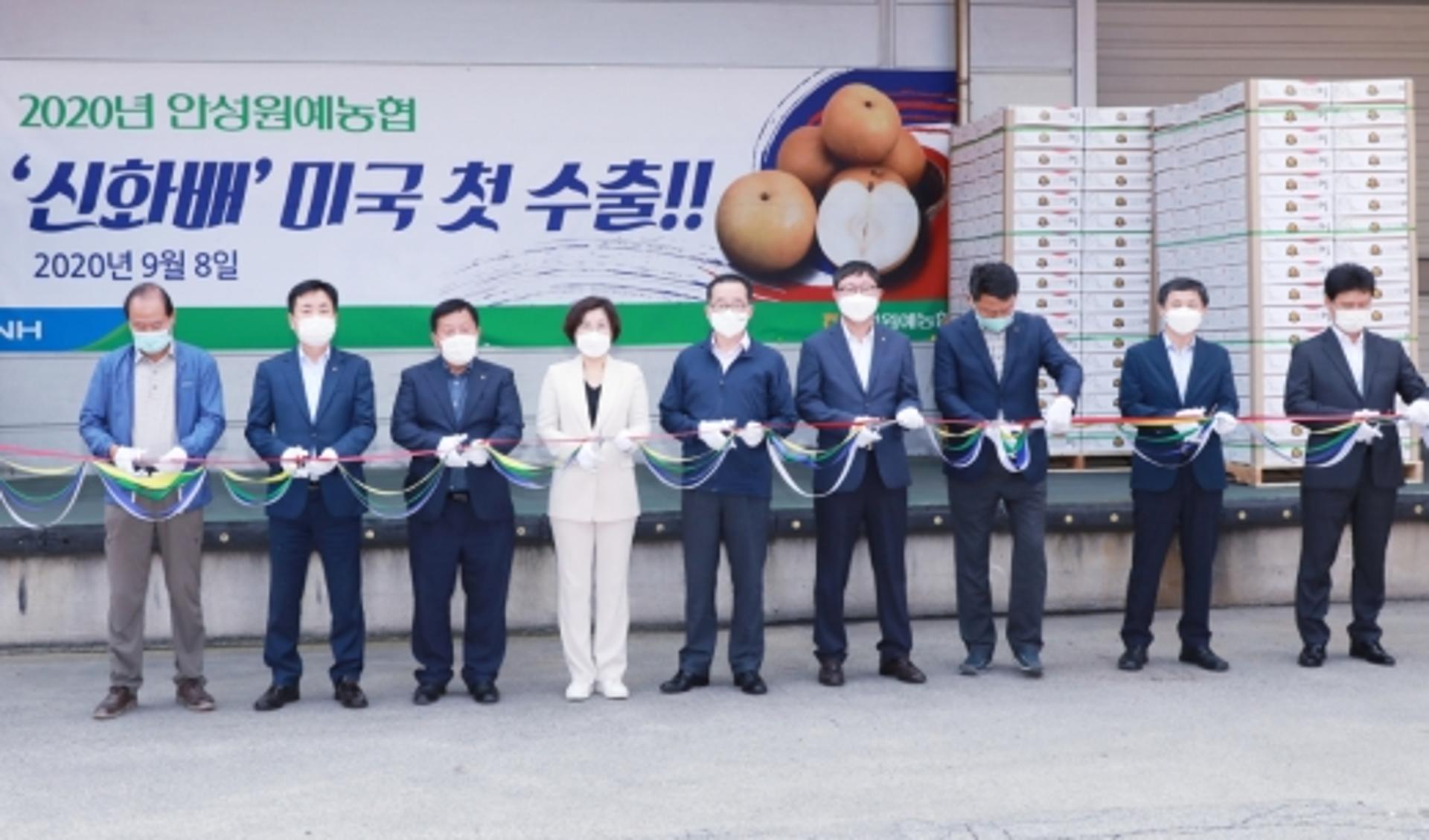 안성시, 2020년산 ‘신화배’ 미국 첫 수출