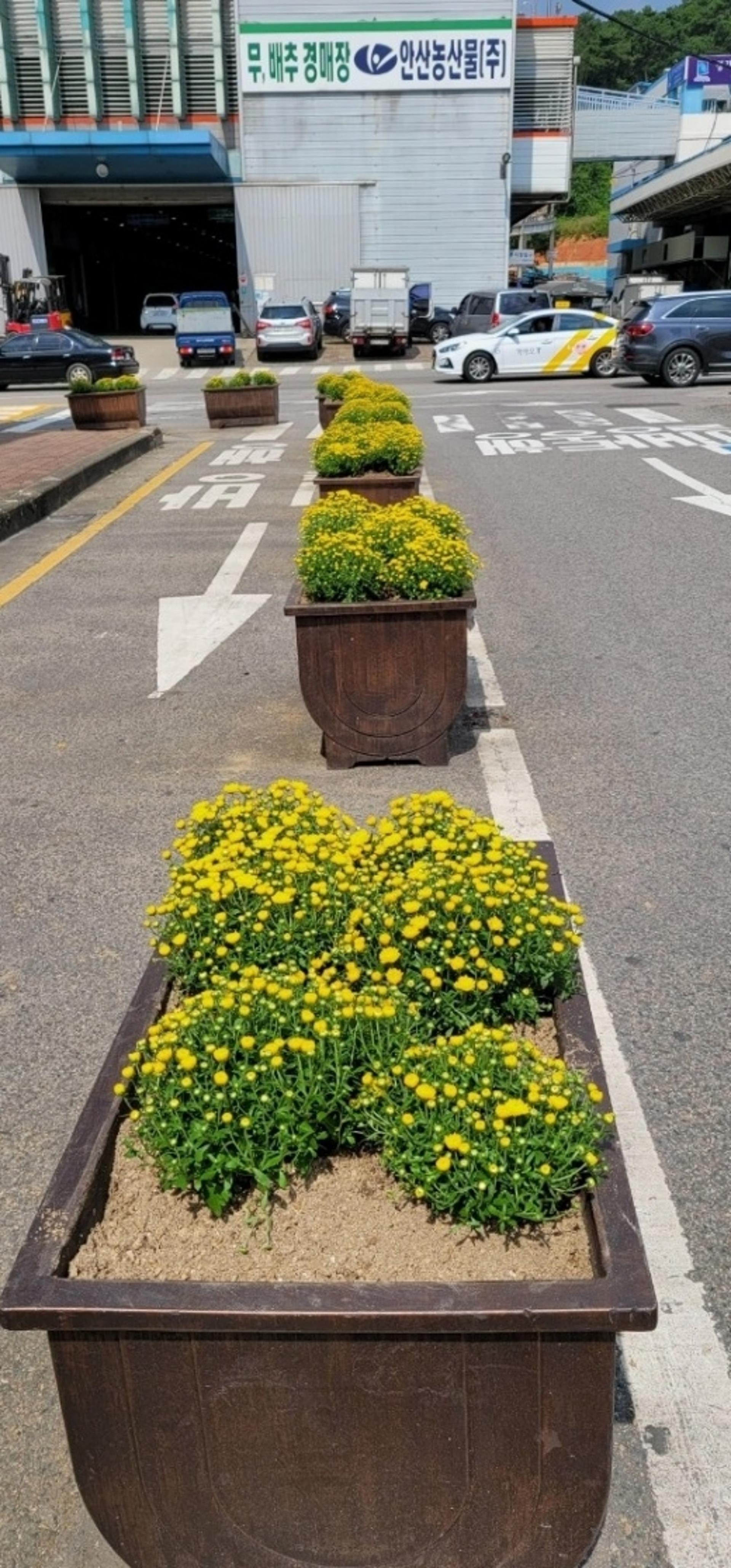 안산시농수산물도매시장, "추석장도 보고 국화꽃도 보러오세요"