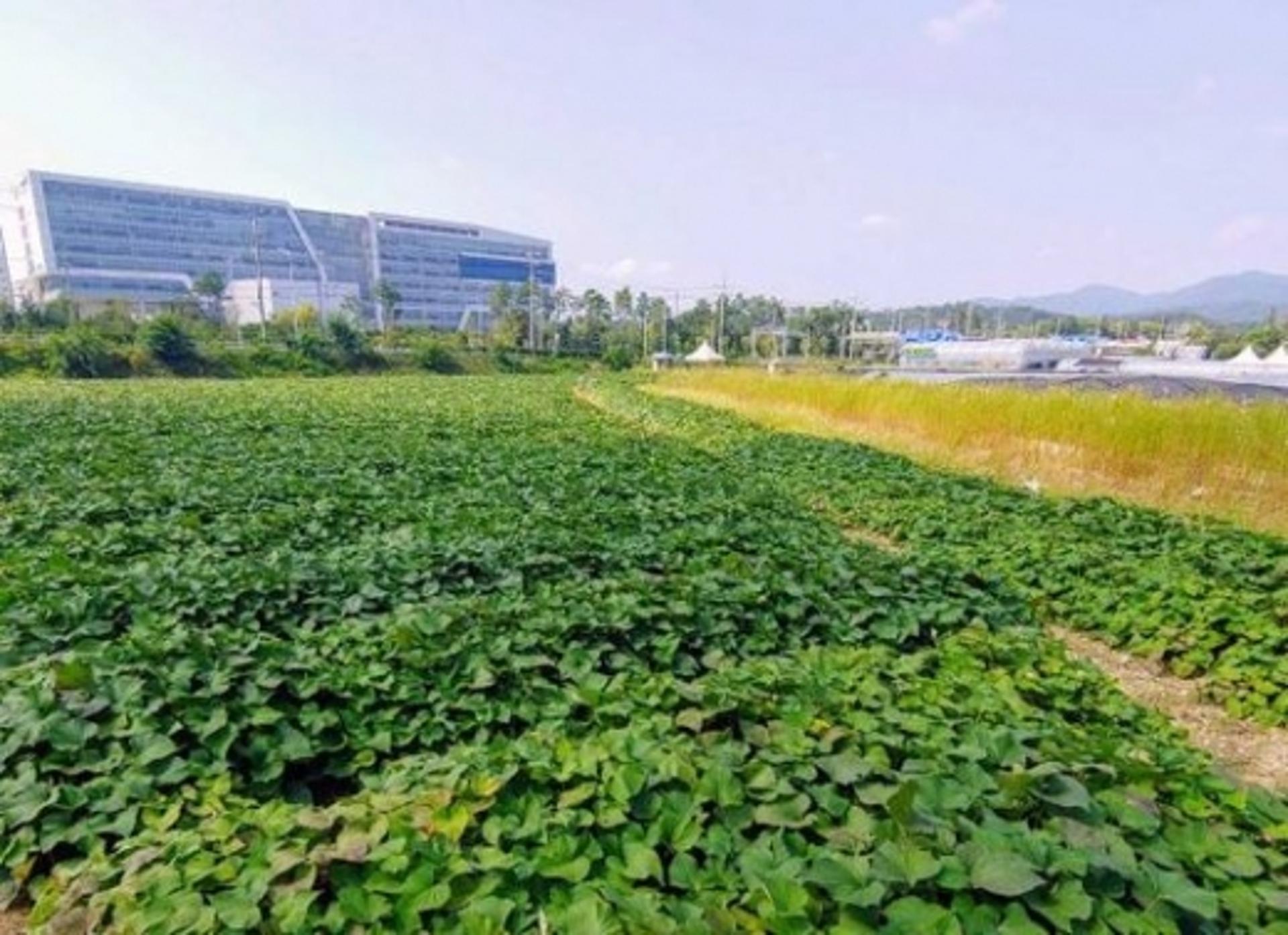 성남시 유아·초·중·고생 1100명 '비대면 고구마 체험'