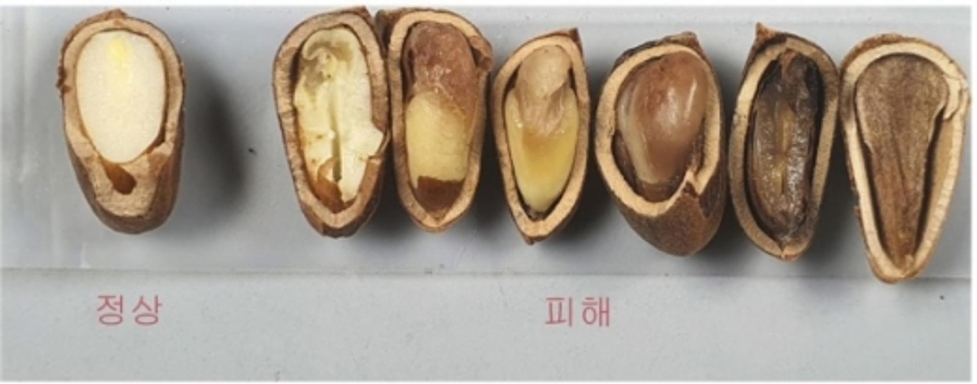 잣 생산량 줄어든 이유 찾았다… 소나무허리노린재가 원인