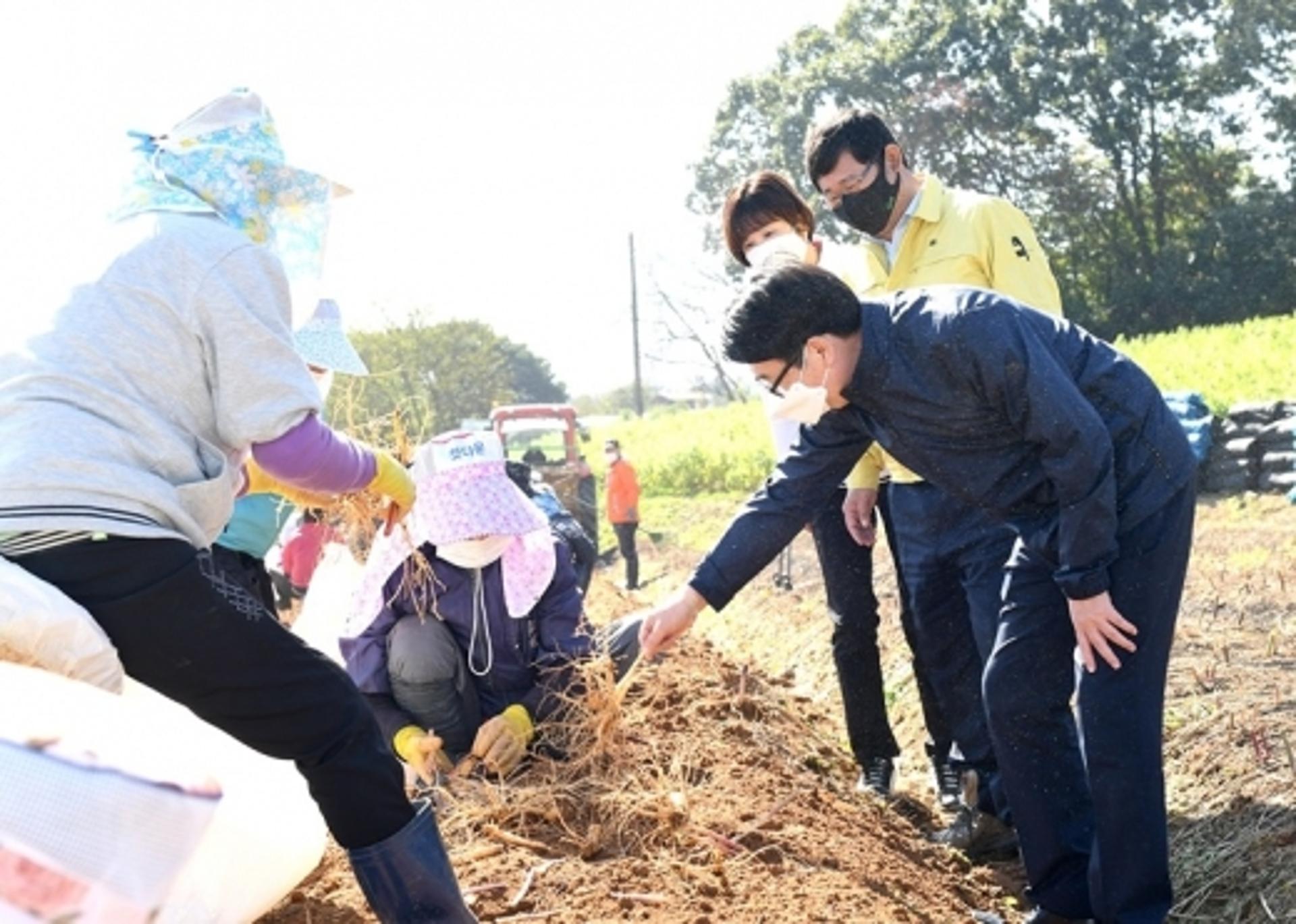 최종환 시장, 적성면 인삼수확 현장 방문… "파주개성인삼 최고"