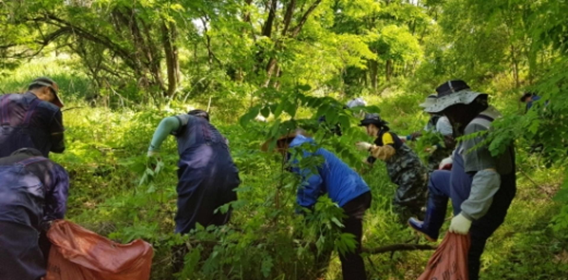 화성시, 생태계교란식물 민관합동 제거