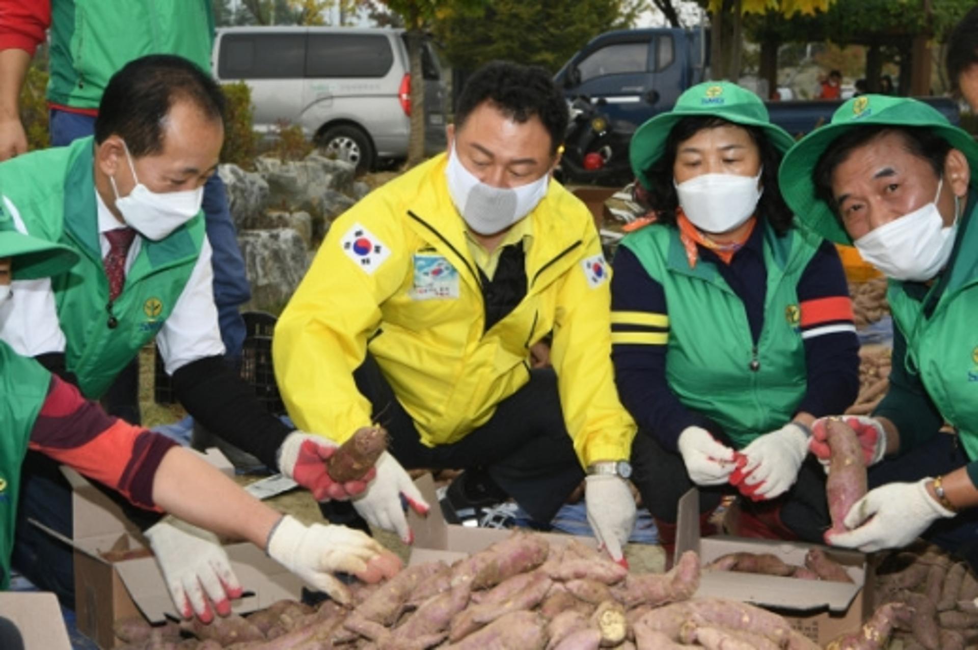 구리시, 코스모스축제 대신 고구마 캐기 형사 진행
