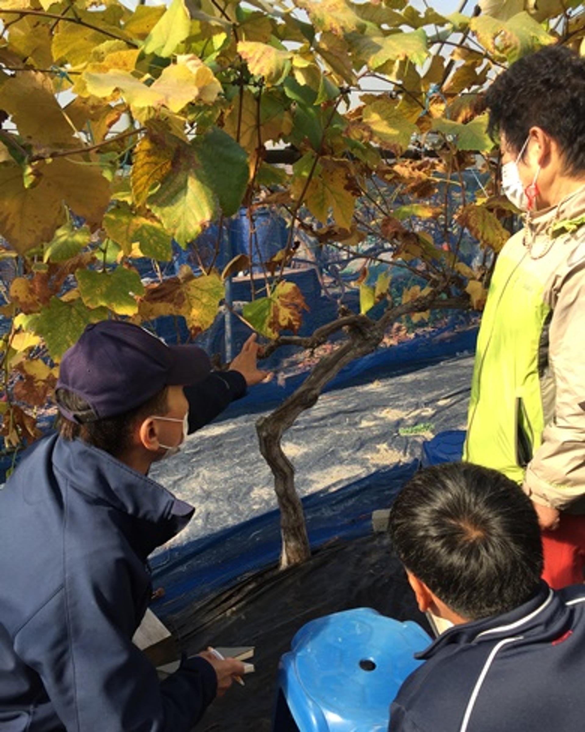 수원시, 포도농가에 고품질 포도재배기술 보급 나서