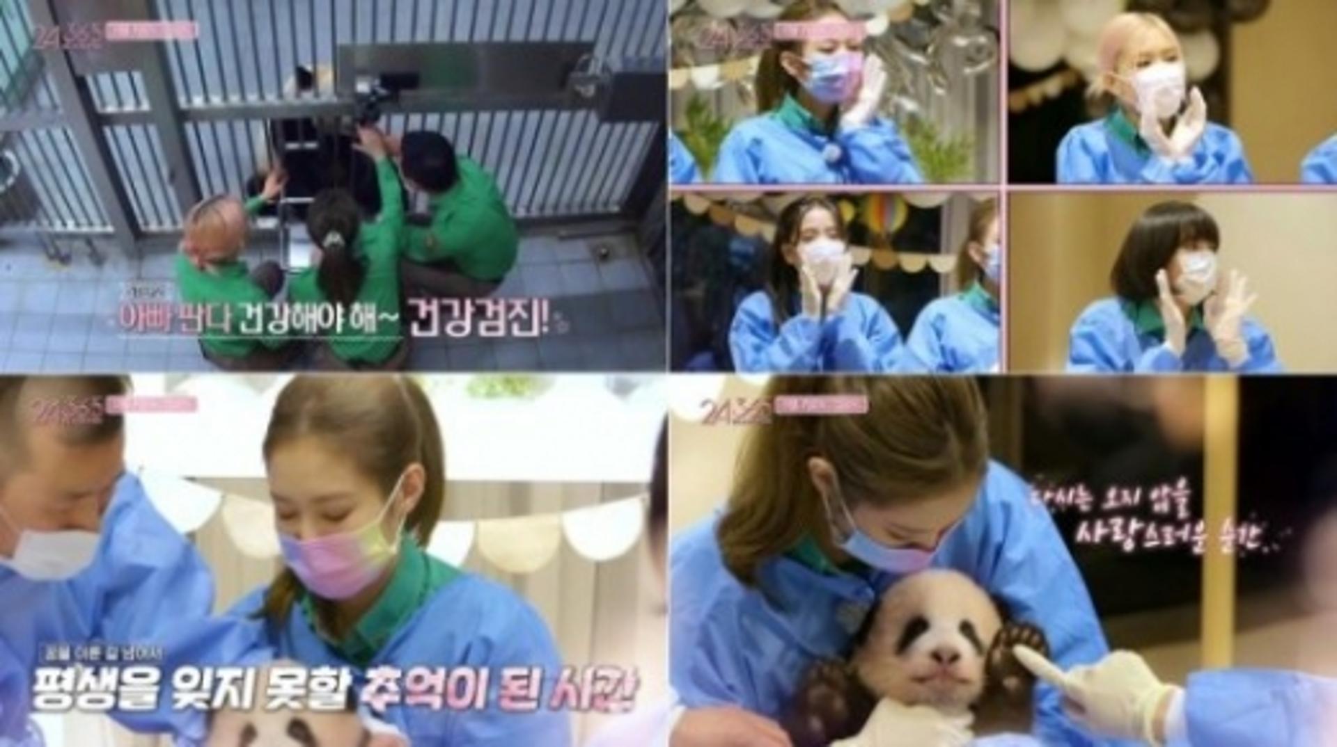 "판다 접촉 멈춰야"… 중국, 에버랜드에 공식항의