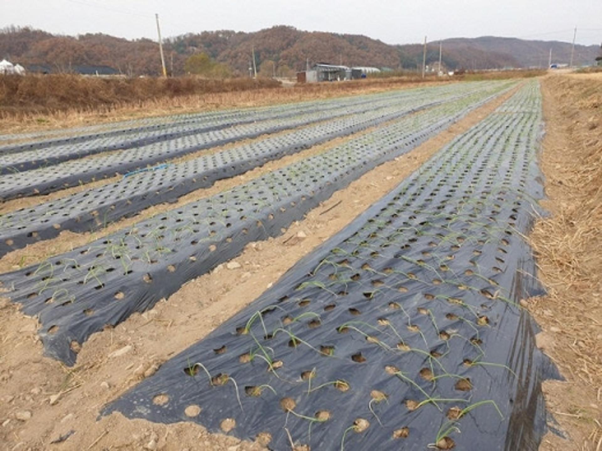 파주시, 겨울철 지역 적응 2모작 실증시험 시작