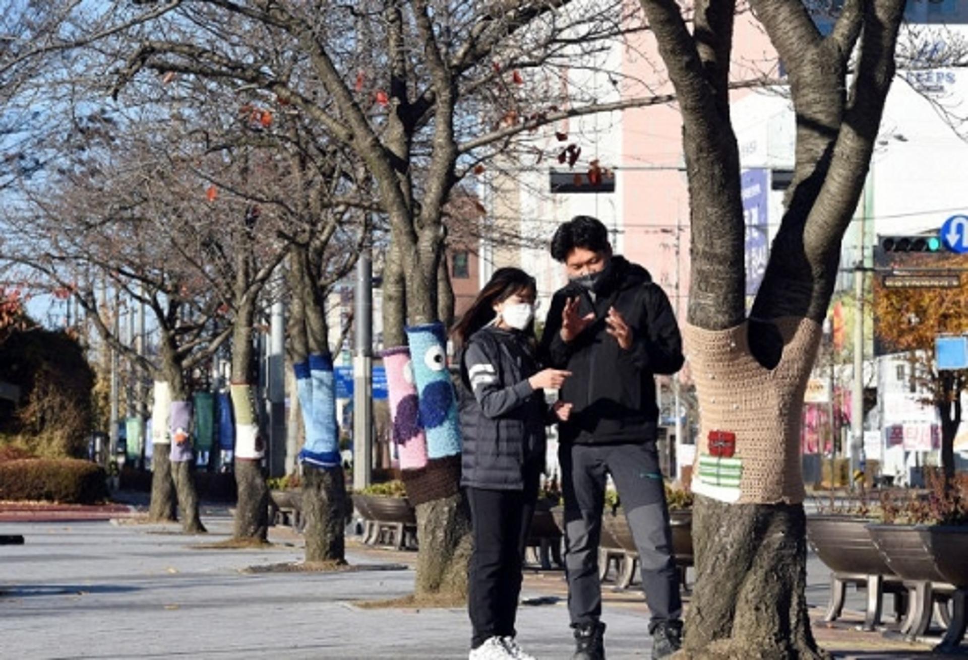 의정부시, 마을공동체 가로수에 뜨개옷 입혀… '이색 볼거리 제공'