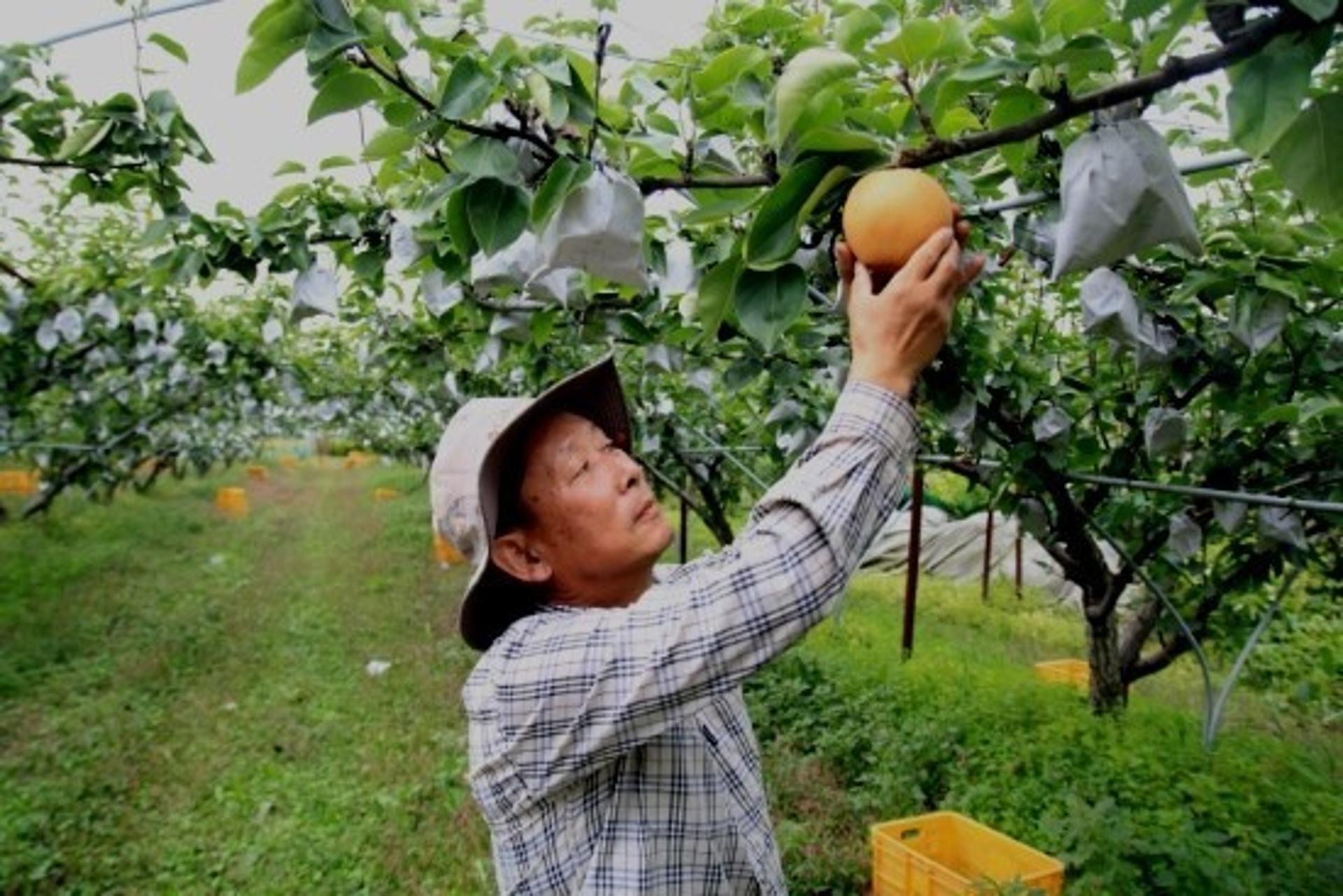 파주시, 경기도 사과·배 품평회 최우수상, 장려상 수상