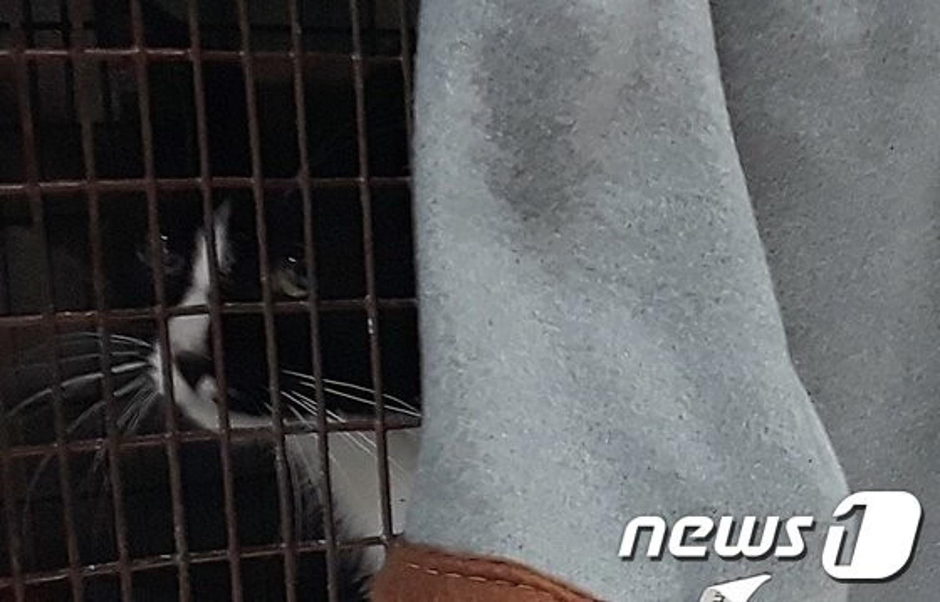 '경기 길고양이 중성화의 날' 사람-길고양이 공존문화 형성에 이바지