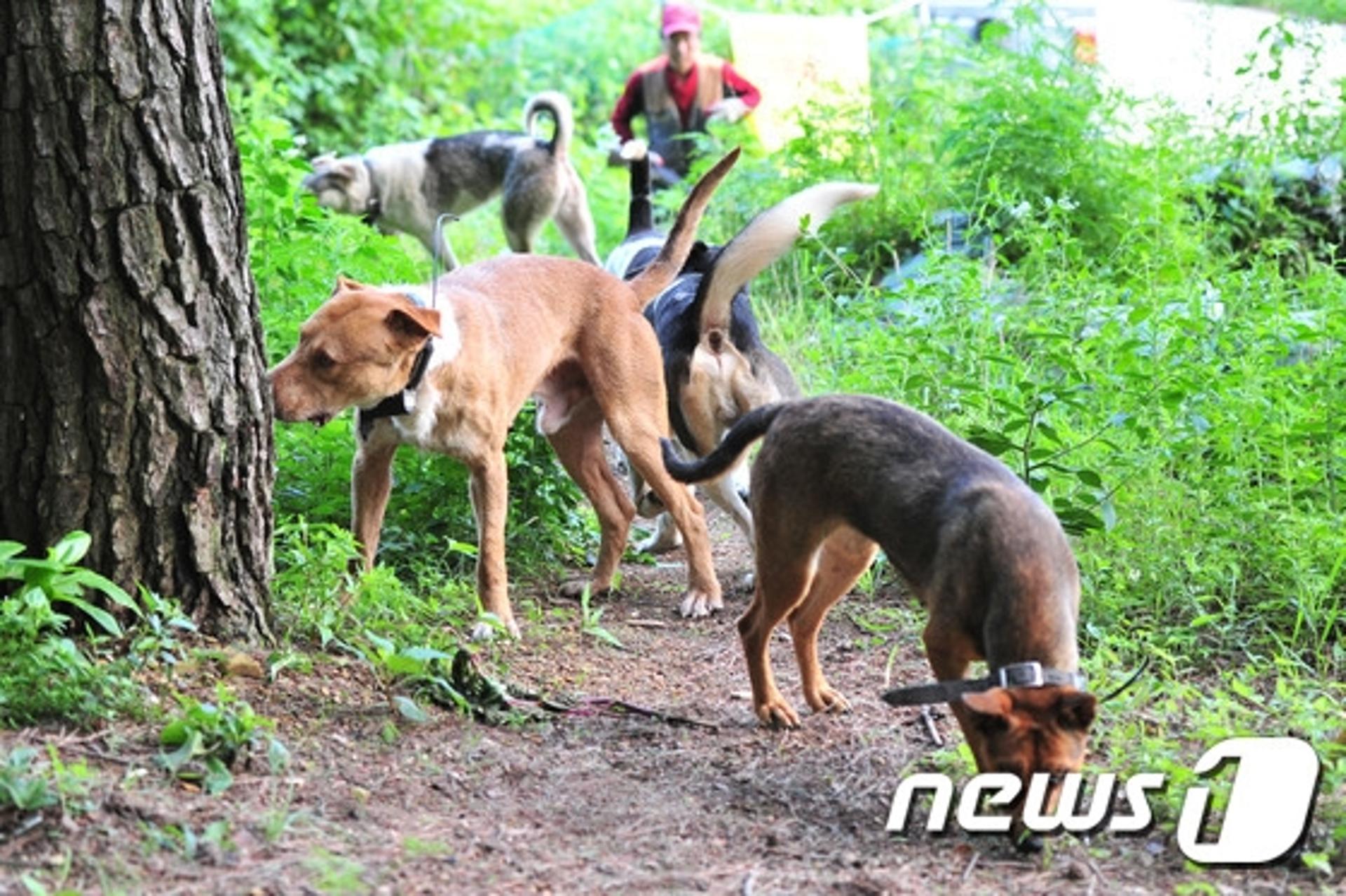 “맹견보험이요?”… 의무화 요구에 콧방귀 뀌는 ‘보험사’