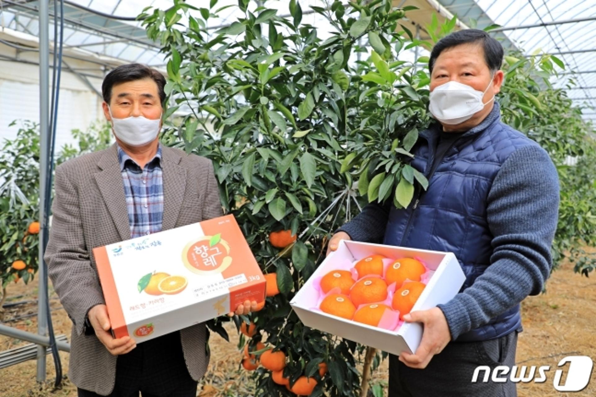 '풍부한 단맛 과즙'  장흥 레드향 수확 한창