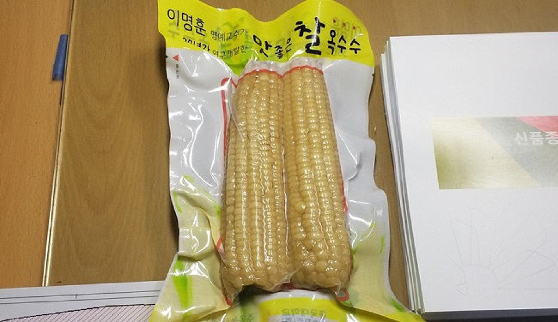 파주시, 찰옥수수 품종 독점 브랜드 관광상품 개발 박차