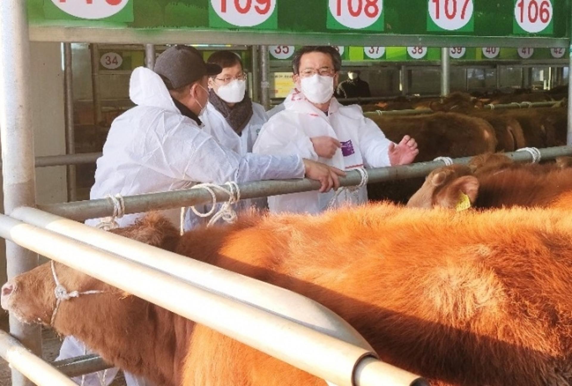 설 명절 '한우값' 오름세…전남농협, 가격 동향 현장 점검