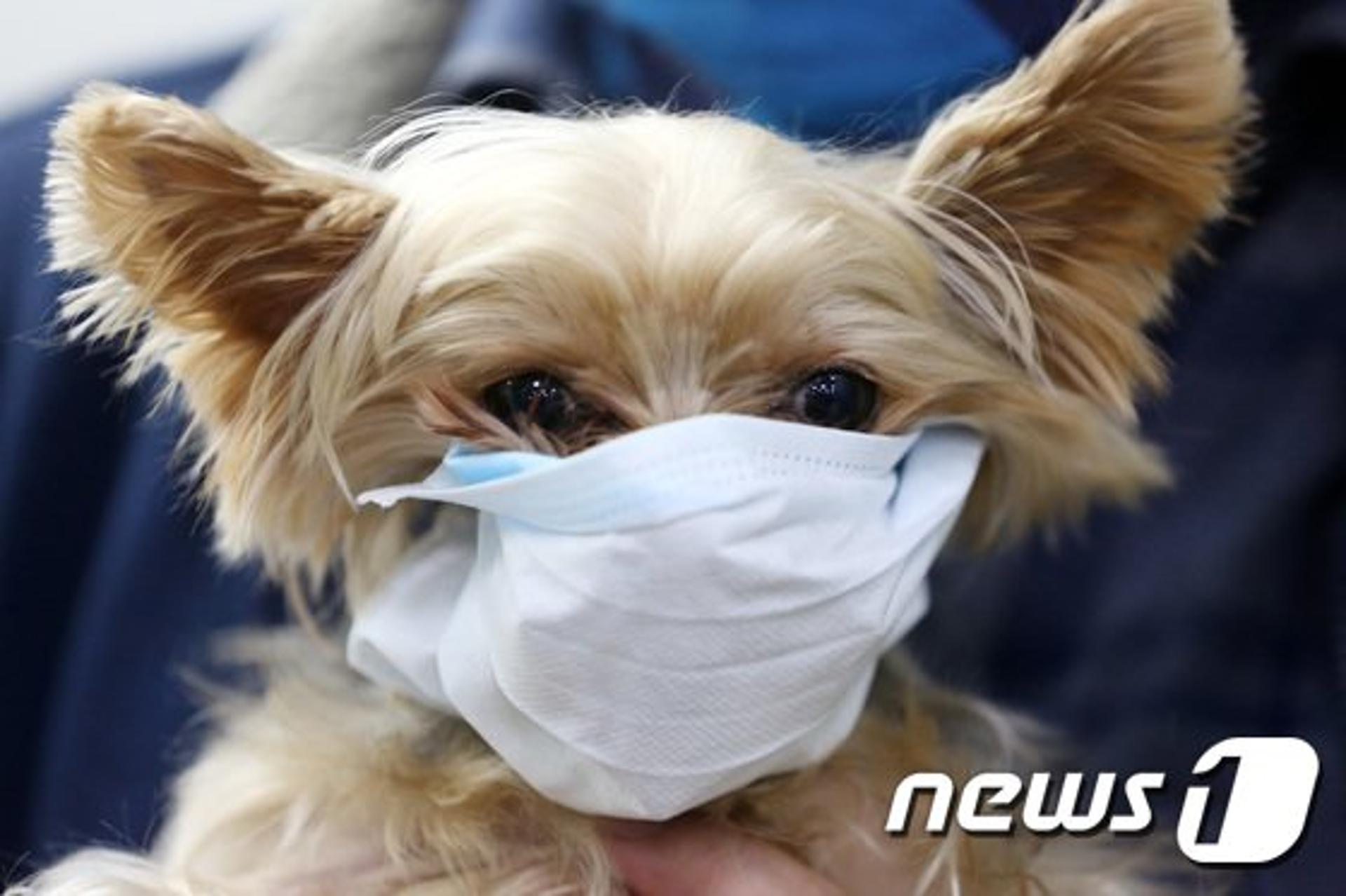 "고양이만? 강아지도 코로나19 걸렸다"… 어떻게 검사했나