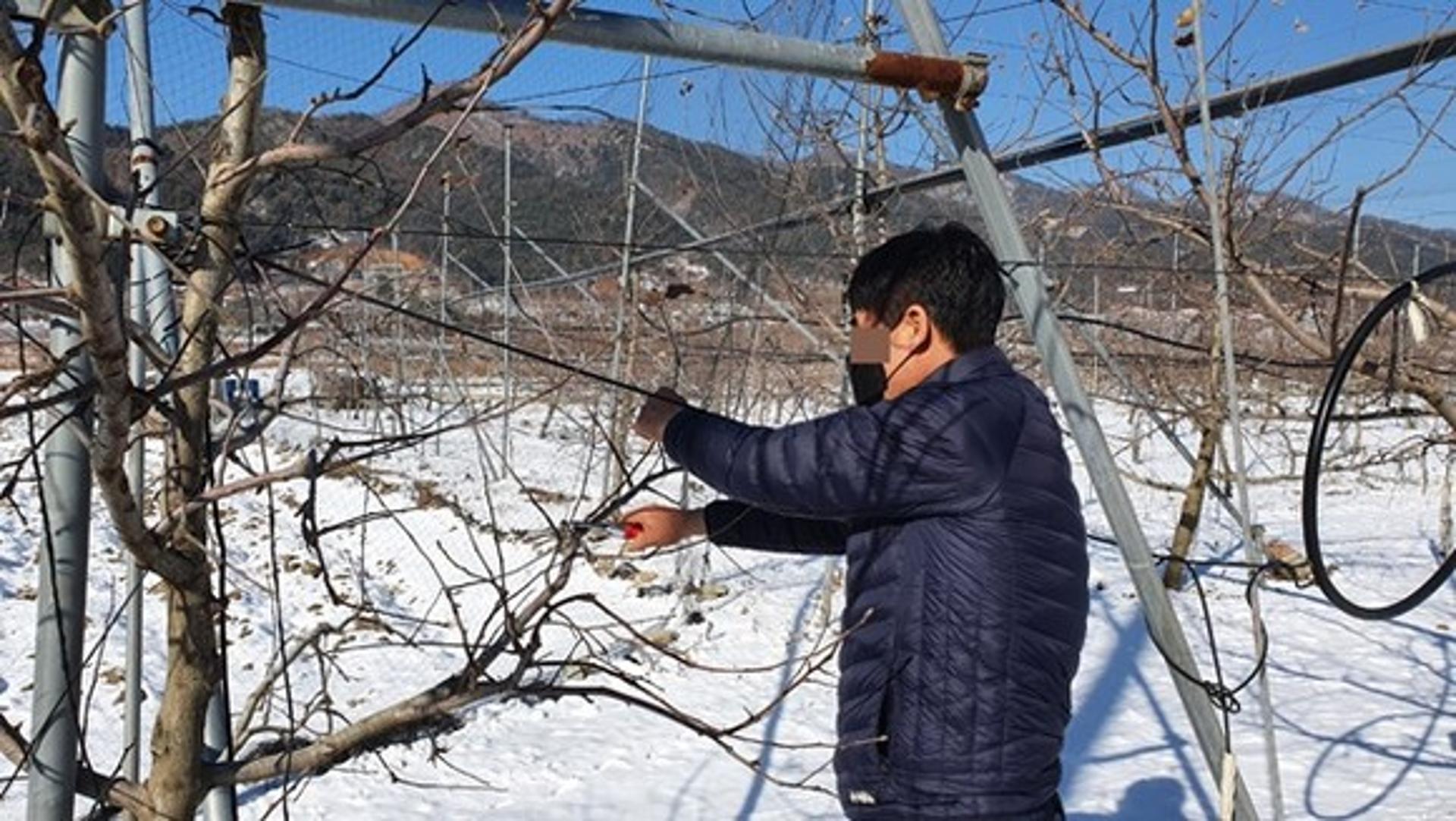 가평군, 과수 동해 조기판별 현장기술지원 추진