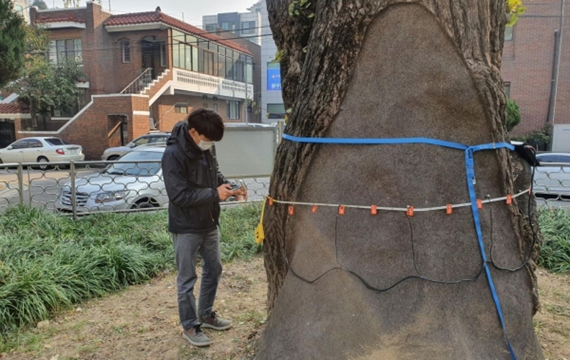 수원시, 관내 보호수와 노송지대 노송·후계목 생육상태 종합점검