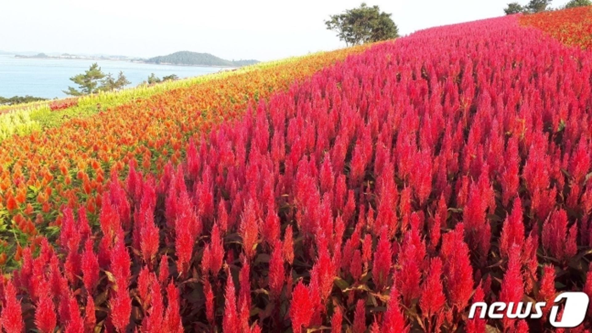 전남도, 안심여행 관광지 '신안 병풍도' 등 50선 발표