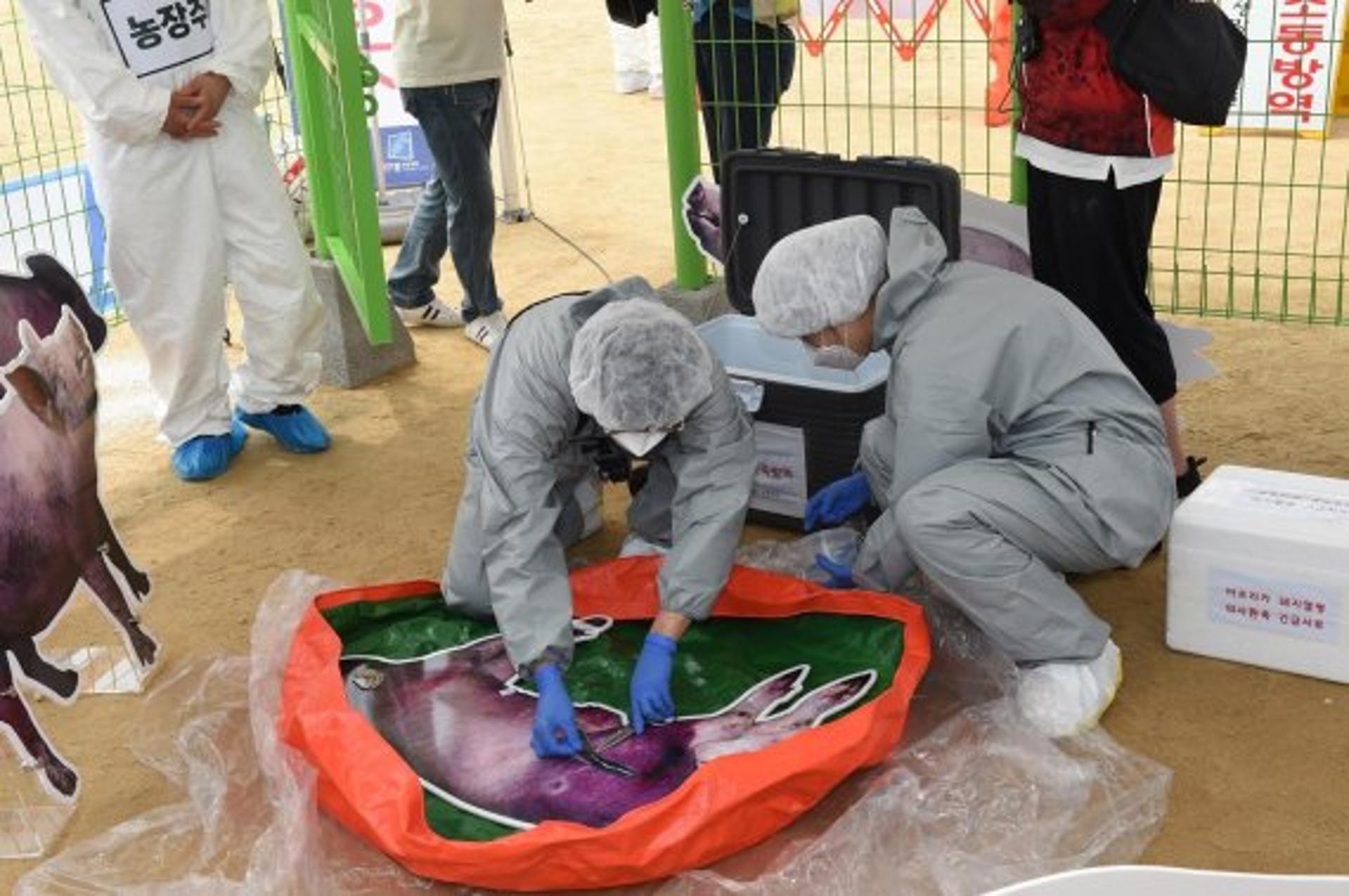 경기도내 모든 양돈농가, 22일부터 권역 밖 모돈 출하 전 정밀검사 실시