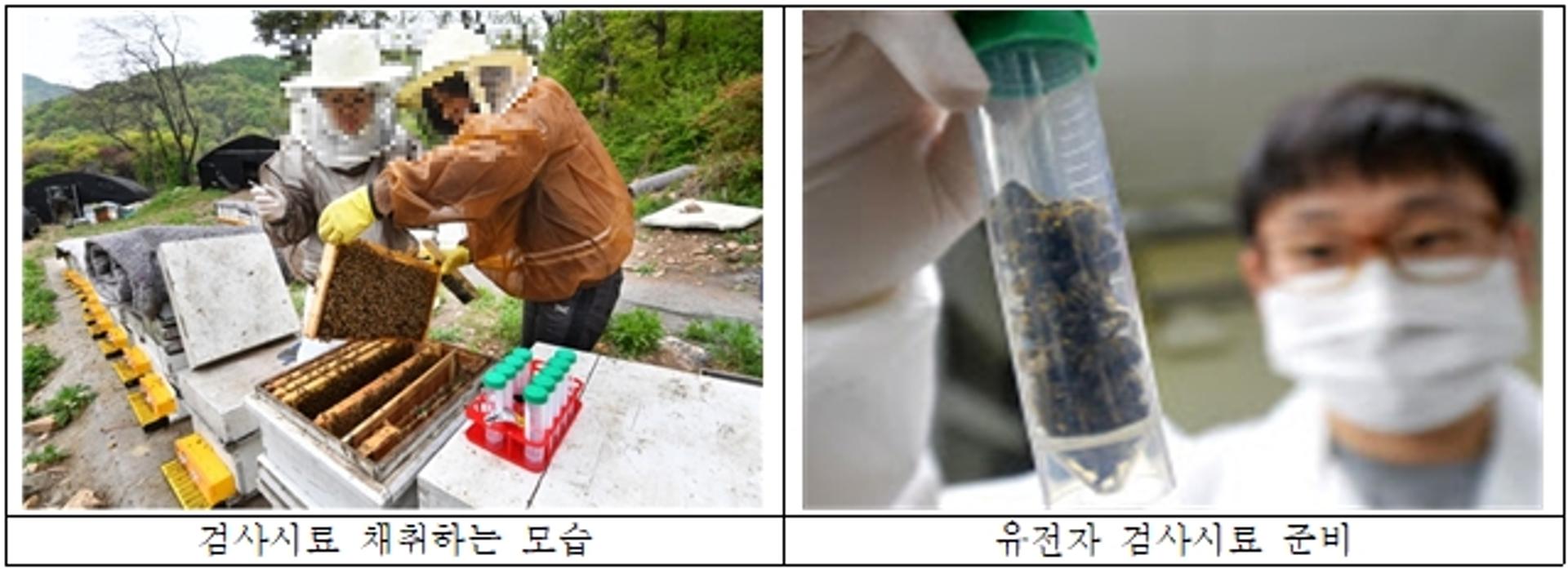 경기도, "양봉농가 살릴 골든타임 확보"… 꿀벌질병 구제약품 5만여개 공급