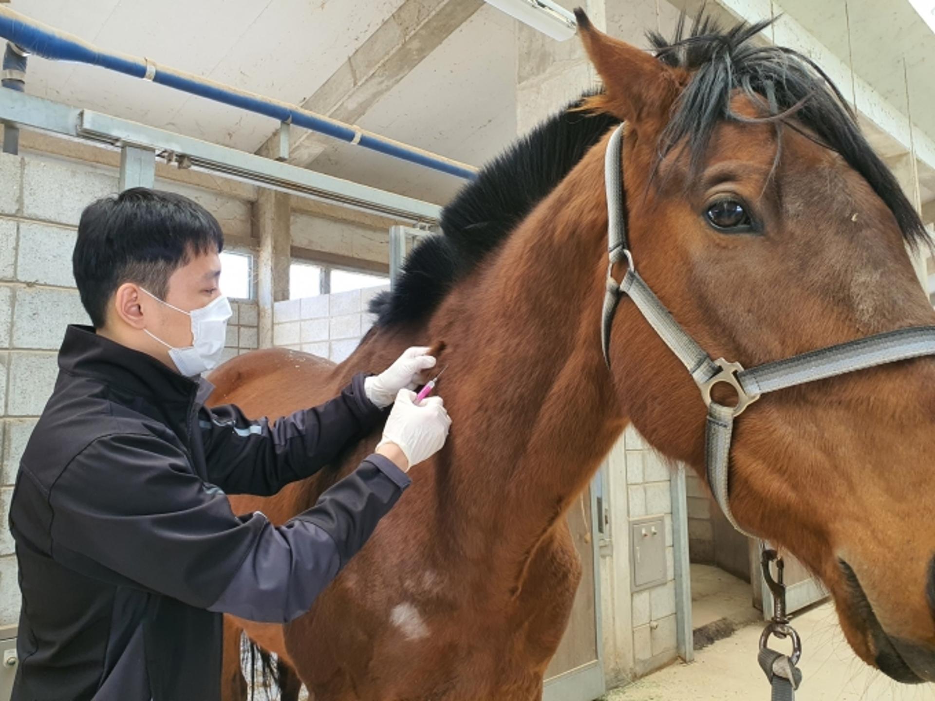 "말들의 코로나19, 이상없다"…부산경남경마공원, 입사하는 모든 말 검역 실시