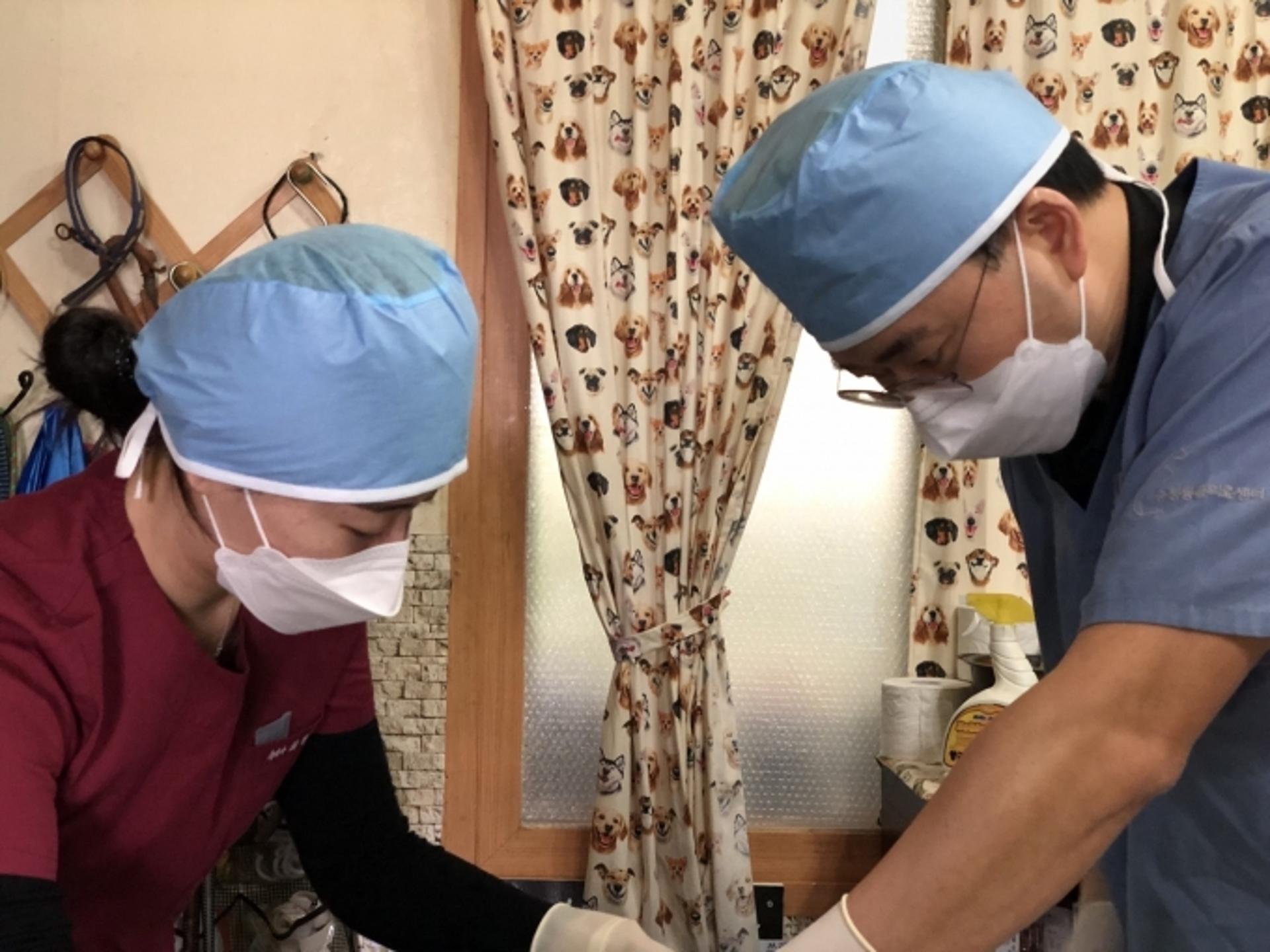 경기도, 불법 개농장서 긴급구조된 동물 50마리 중성화 수술 지원