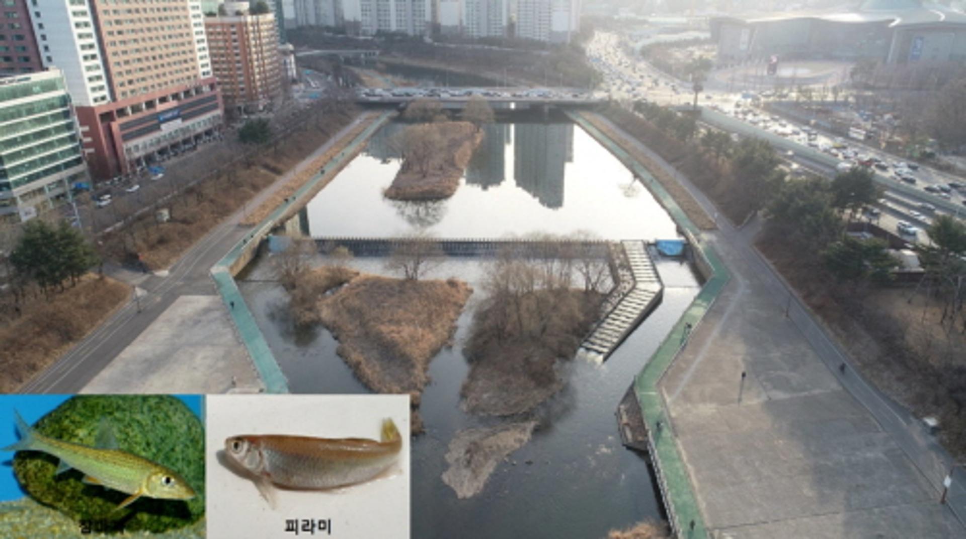 성남시 수질오염총량관리 잘했다 "참마자·피라미 서식 수준"