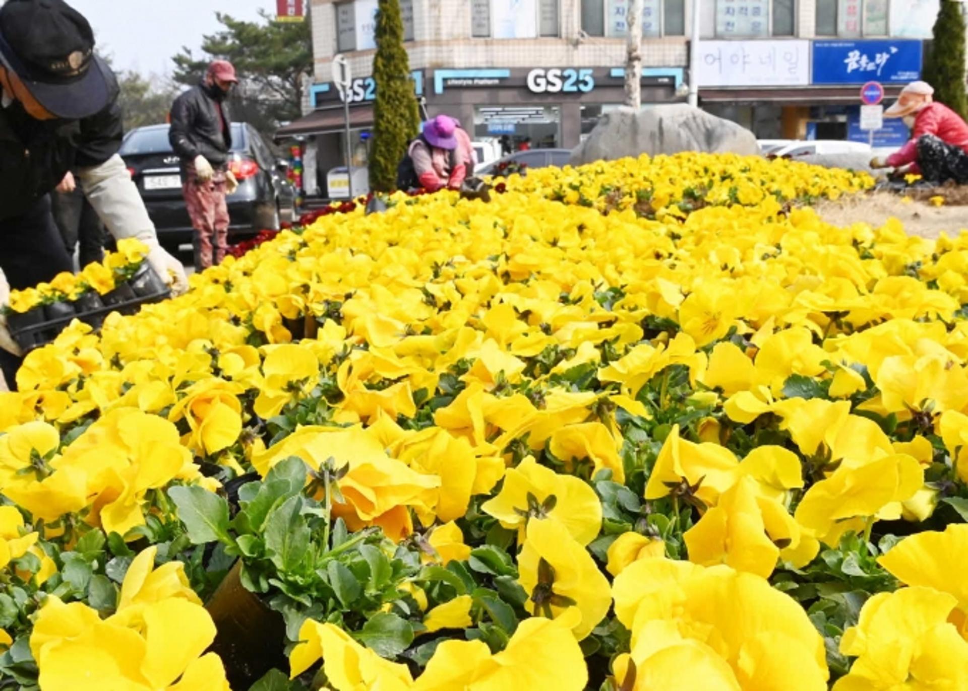 수원시, '봄맞이' 가로 정비 및 초화류 식재·학교 주변 정비
