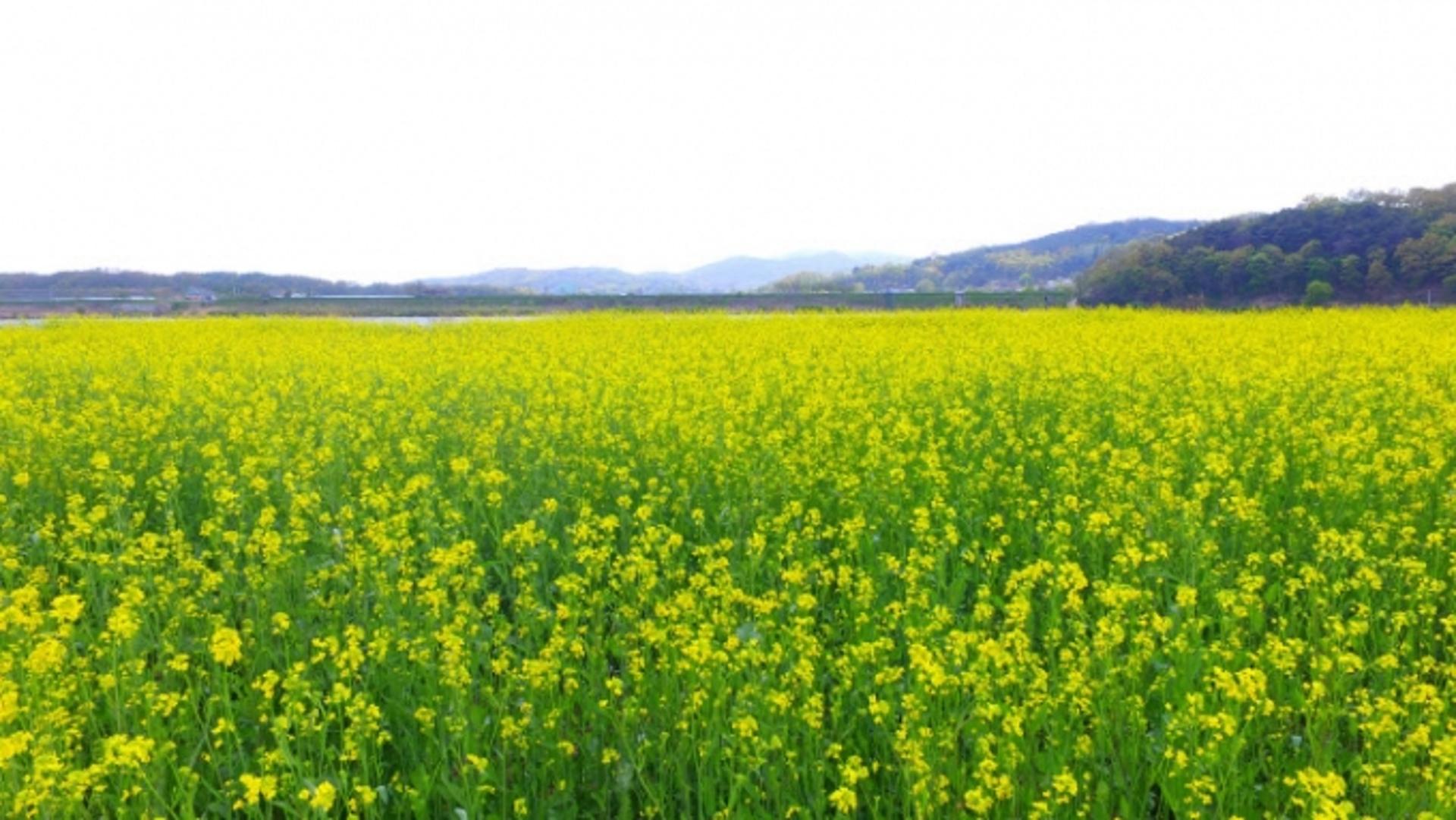여주시, 현암동 꽃밭조성 본격화…1600㎡에 유채꽃 종자 파종