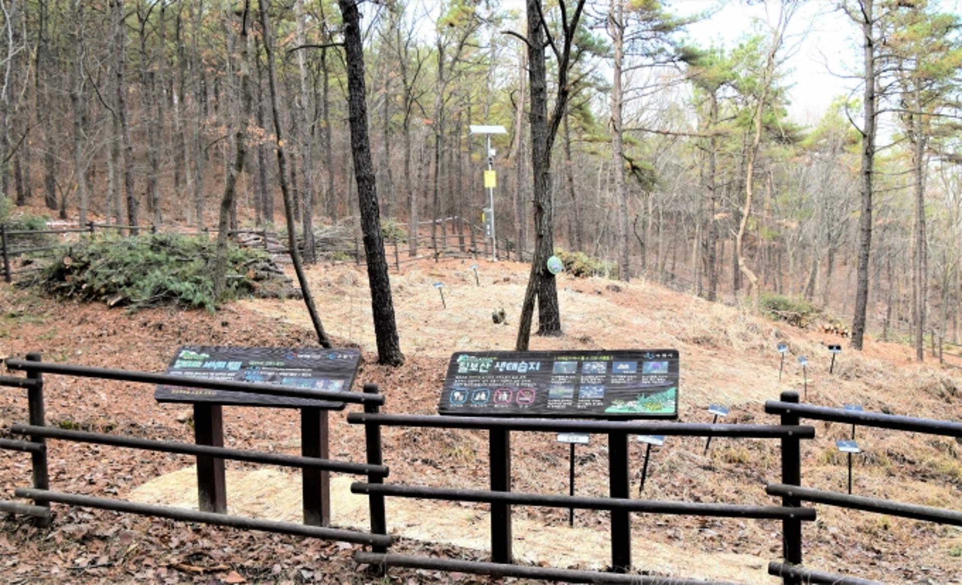 수원시, '칠보치마' 서식지 '야생생물 보호구역' 지정…체계적 관리 보전