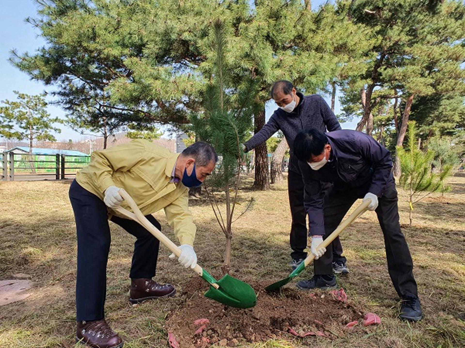 수원시, 이목동 노송지대에 '노송 후계목' 50주 심어