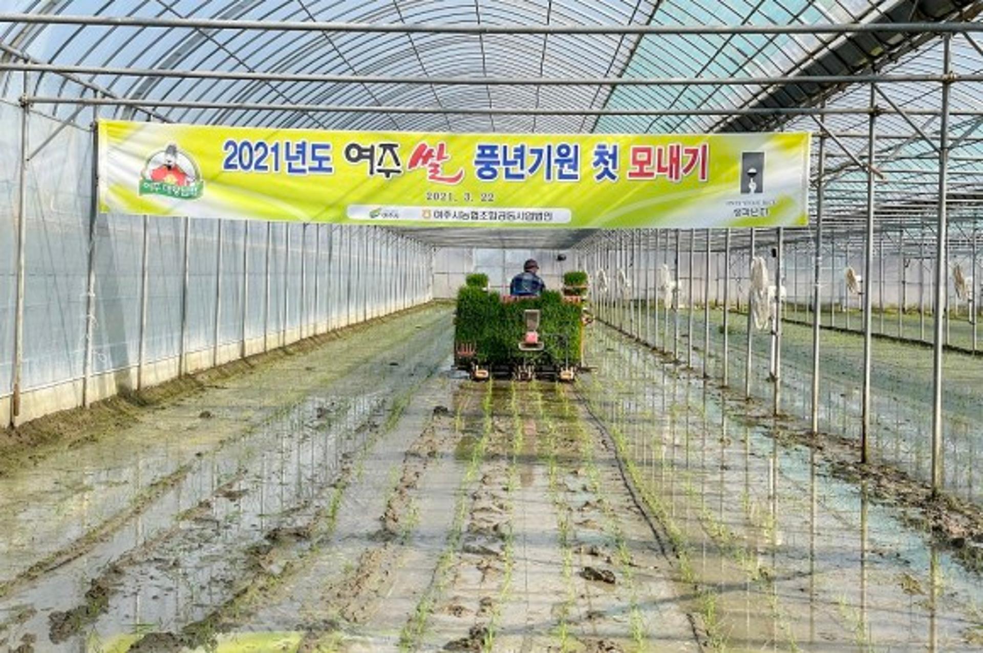 여주시 ‘대왕님표 여주쌀’ 첫 모내기