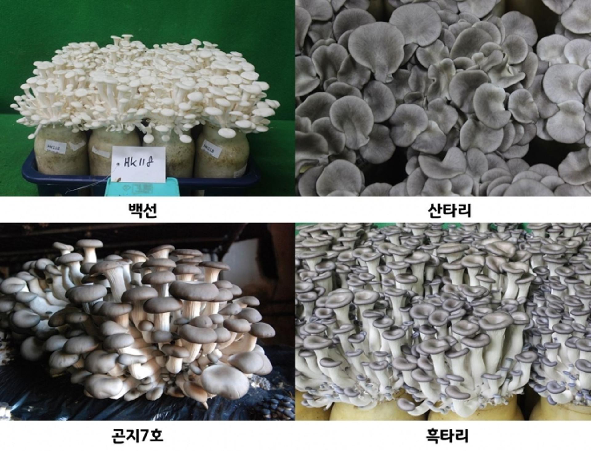 경기도 개발 느타리버섯 신품종 전국 보급, 수출 확산세 이어가