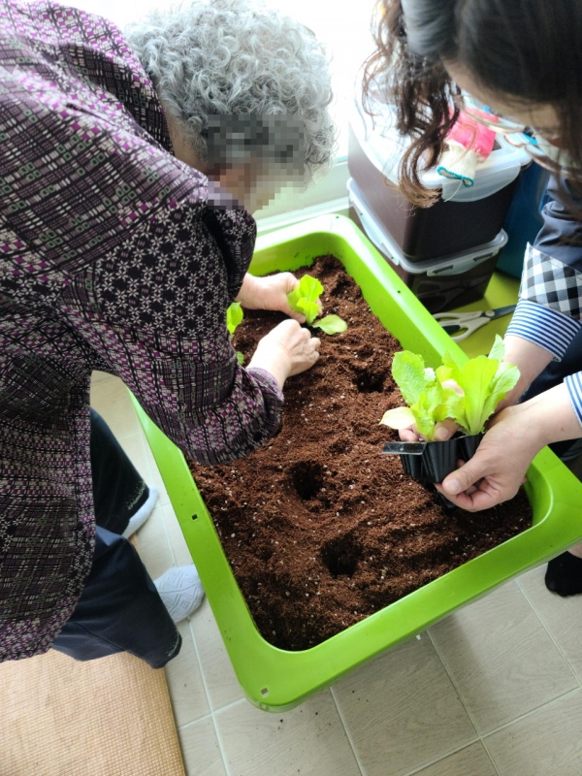 파주시 '4계절 산타프로젝트', 독거 어르신 반려채소 재배 '봄 산타' 운영