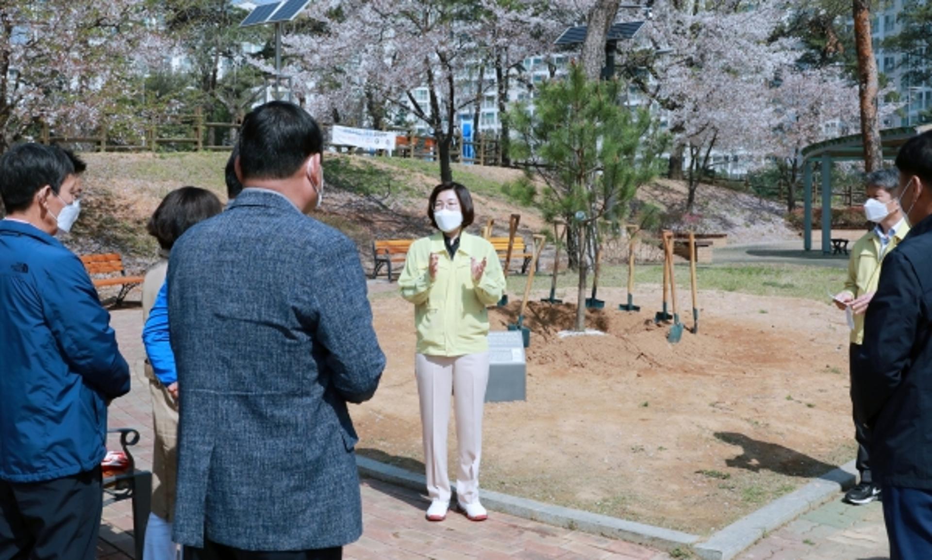 안성시, 도시공원내 천연기념물 정이품송 자목 식재