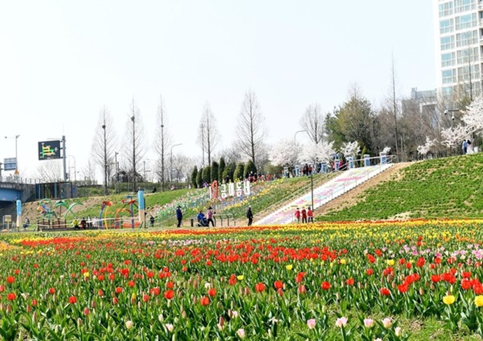 파주 금촌 공릉천에 14만송이 튤립만개